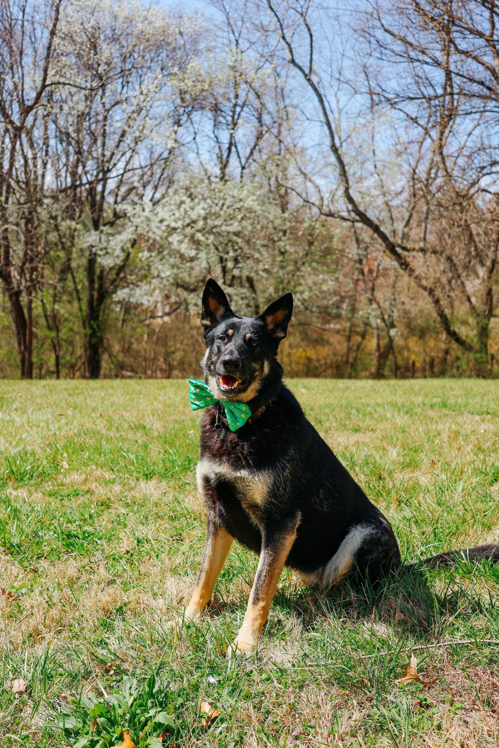 Greta-St-Pattys-Day-Bowtie image Greta-St-Pattys-Day-Bowtie.jpeg