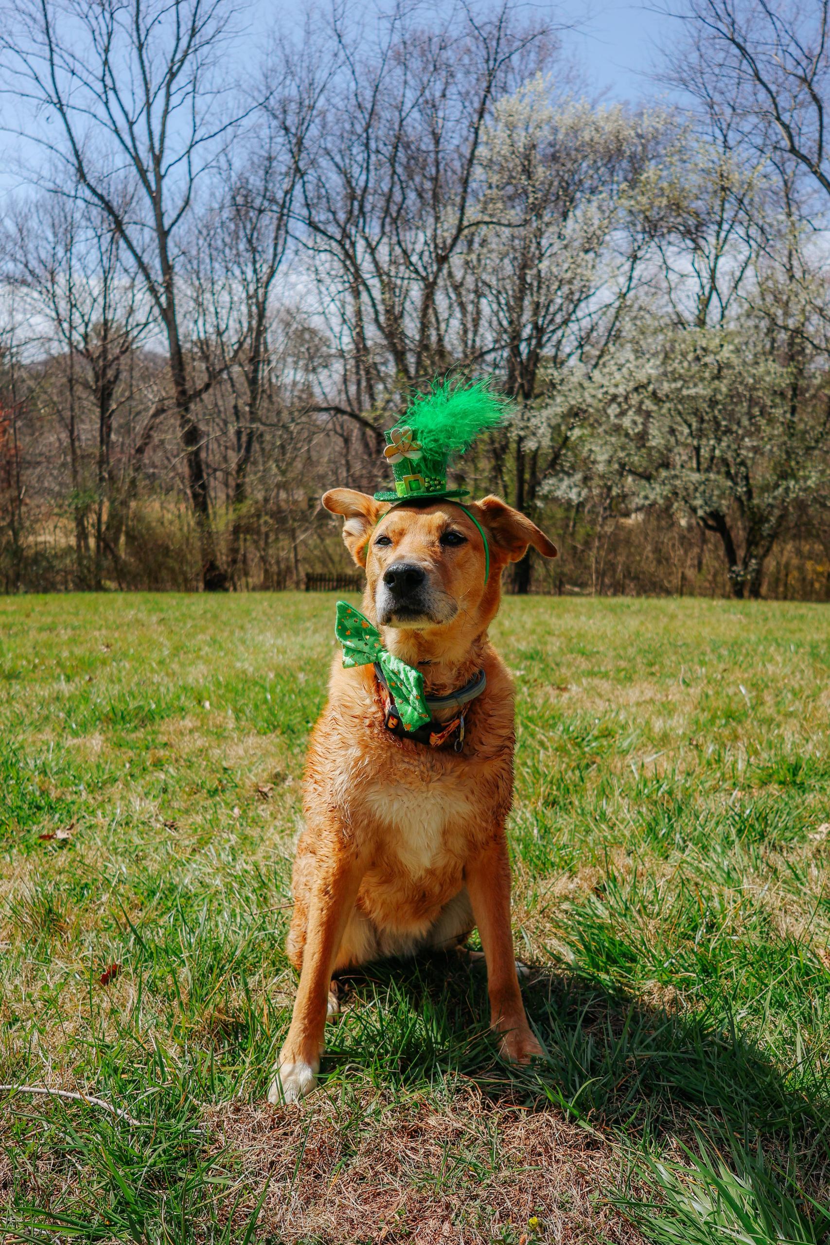 Nugget-St-Pattys-Day image Nugget-St-Pattys-Day.jpeg