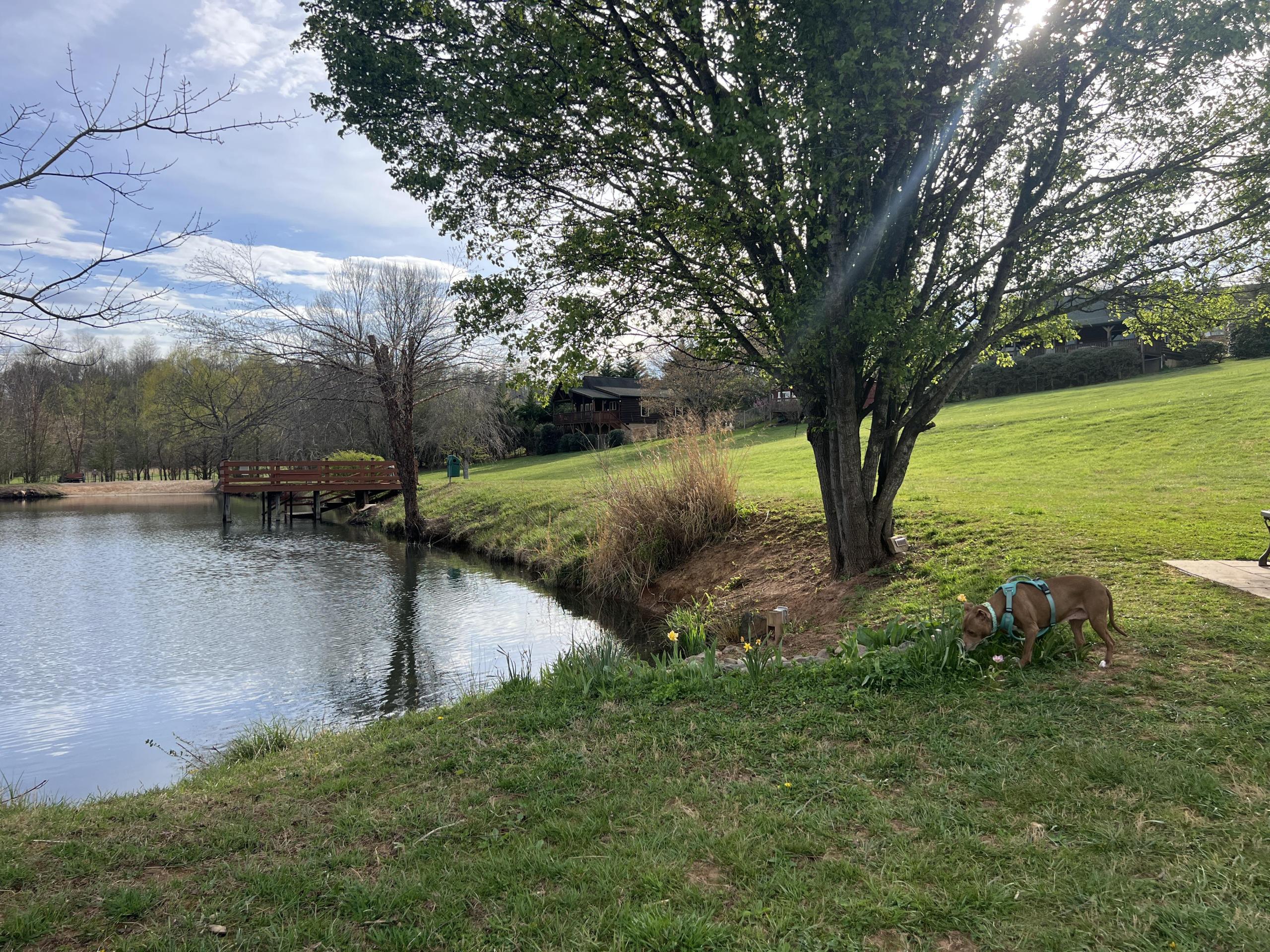 barkwells pond in spring