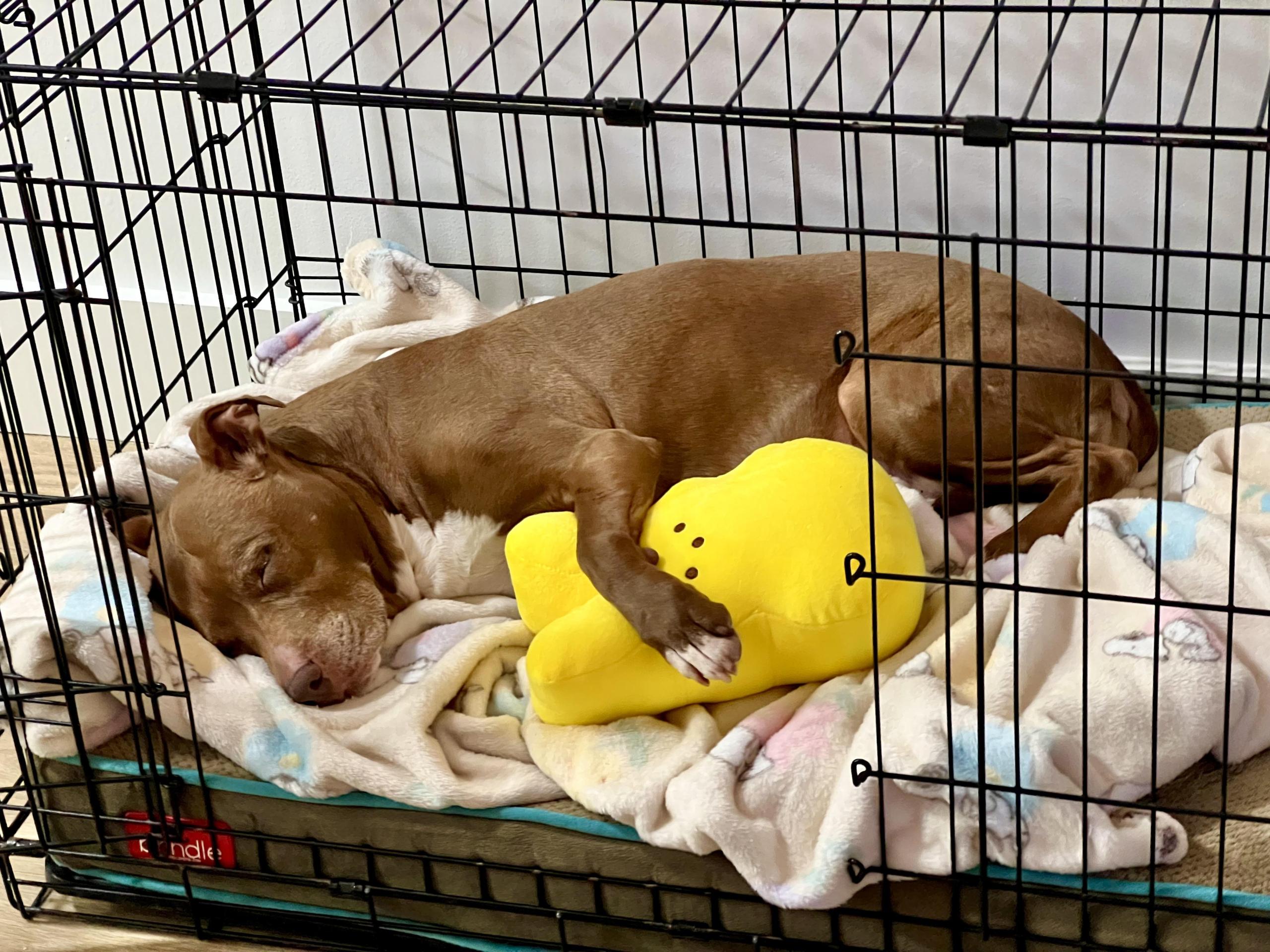 cozy dog relaxing in crate