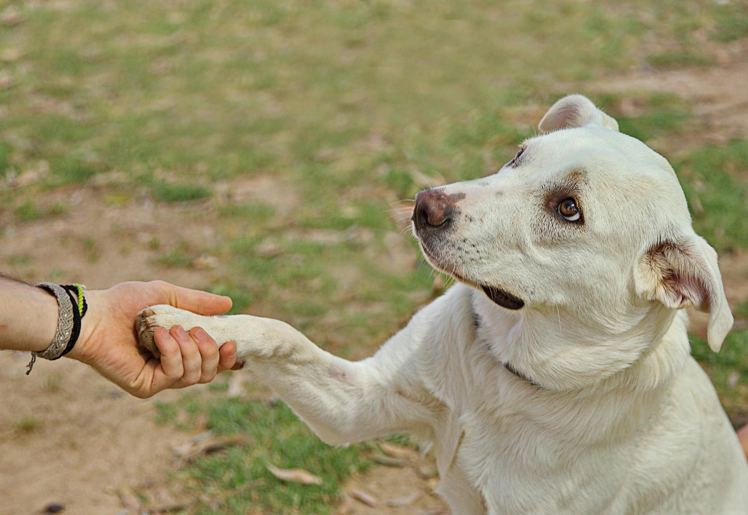 dog learning to shake paw and trust