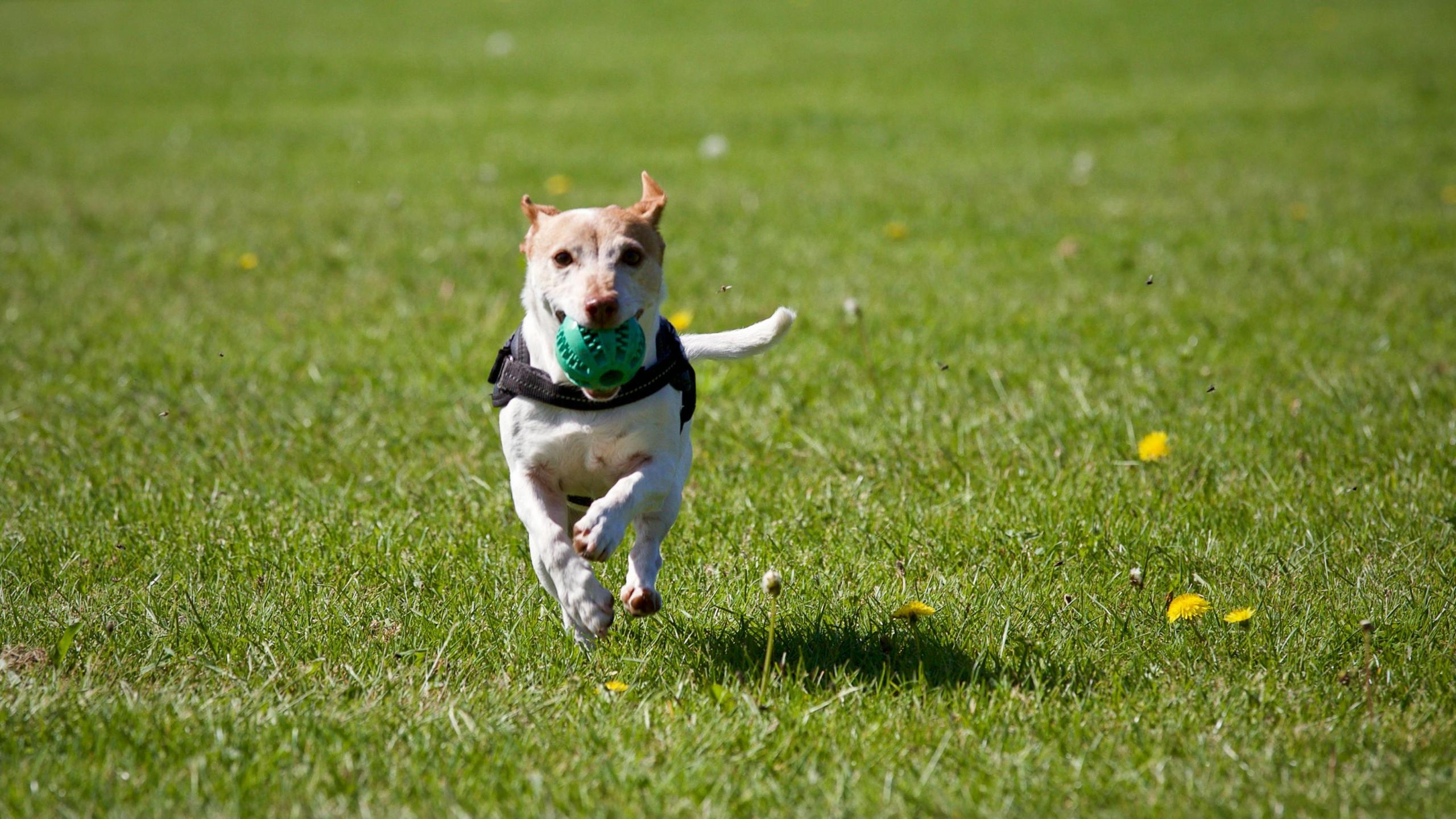 happy dog playing positive reinforcement