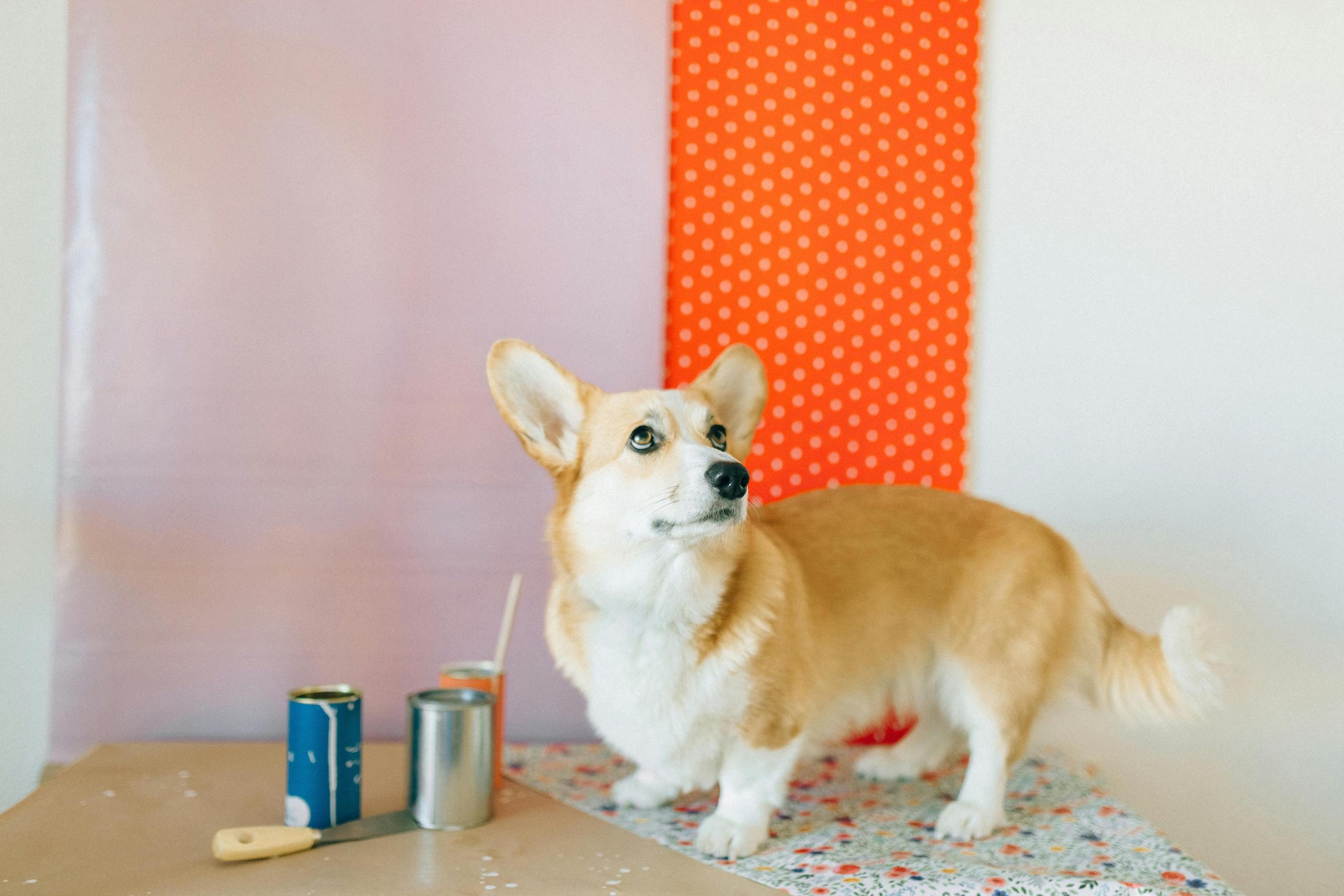 corgipaintingproject
