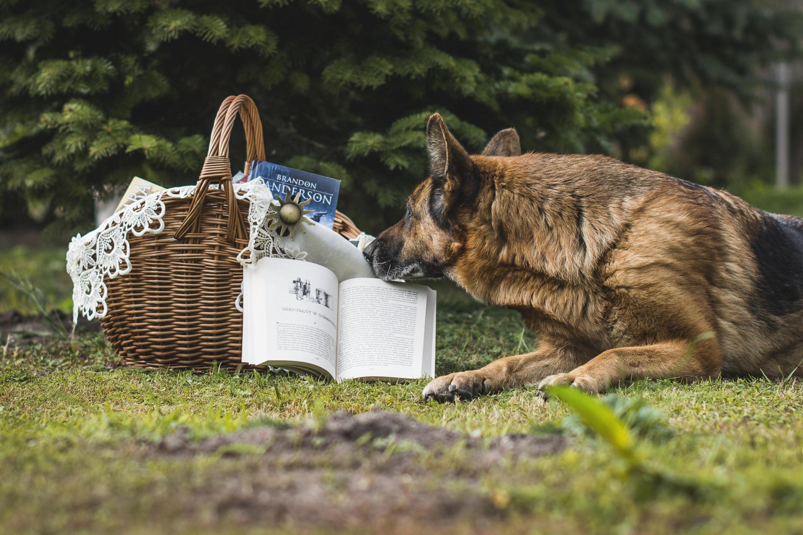 doginparkpicnic