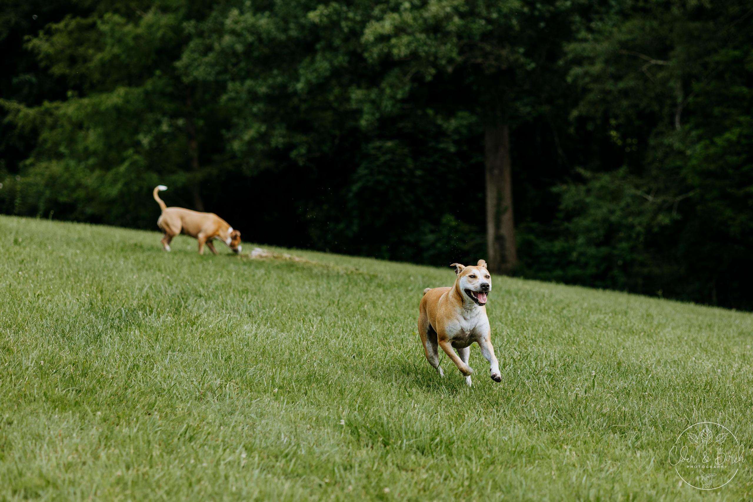 cbphotography pittie running