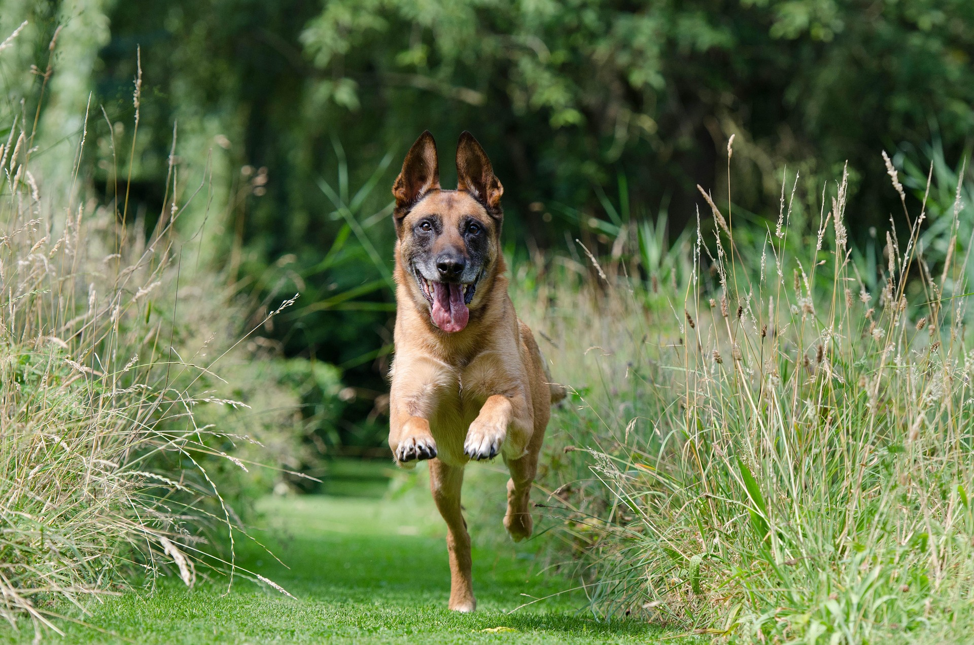 825545-malinois-662784_1920 image 825545 malinois 662784 1920