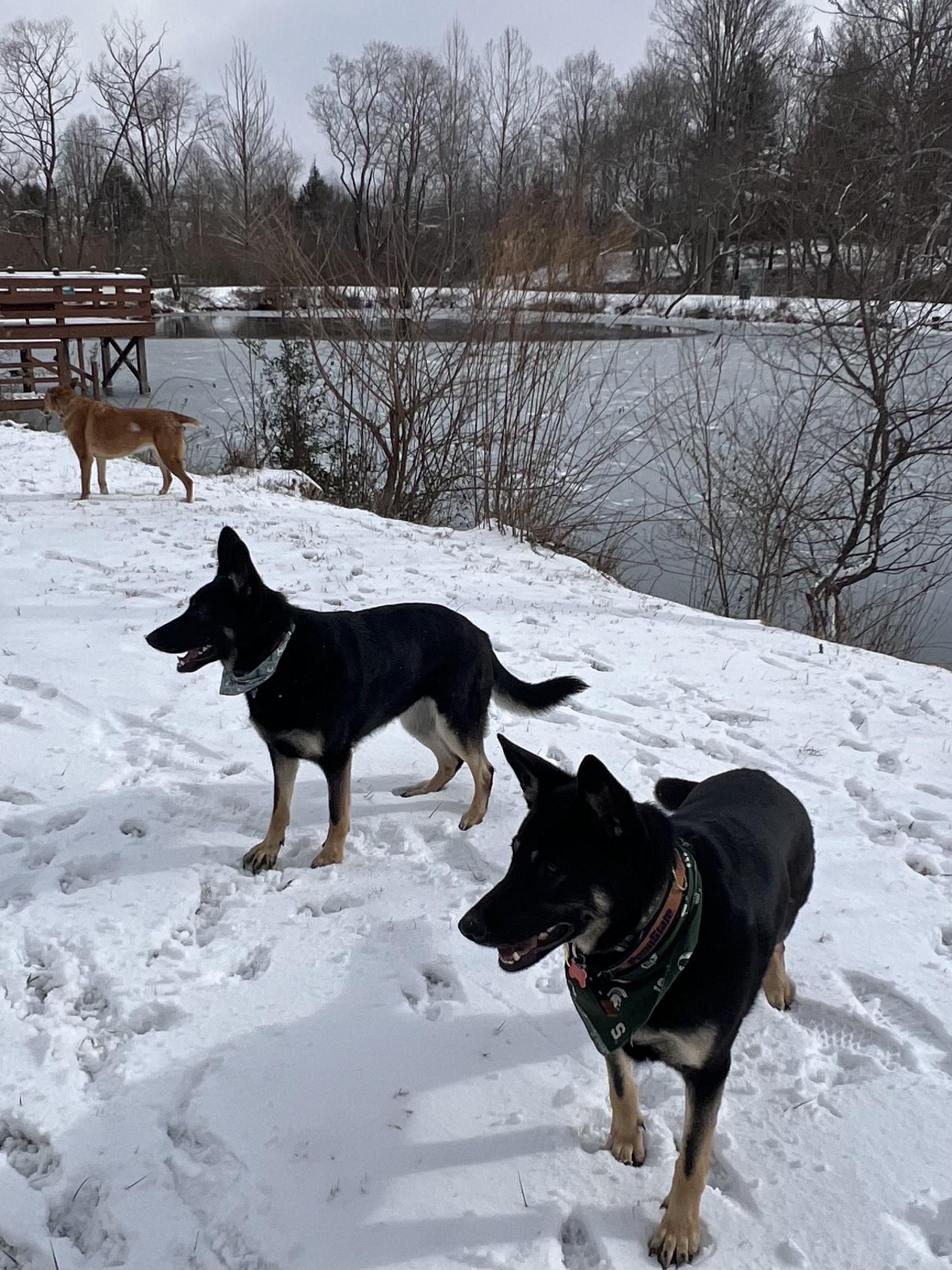 Shepherds in snow Barkwells