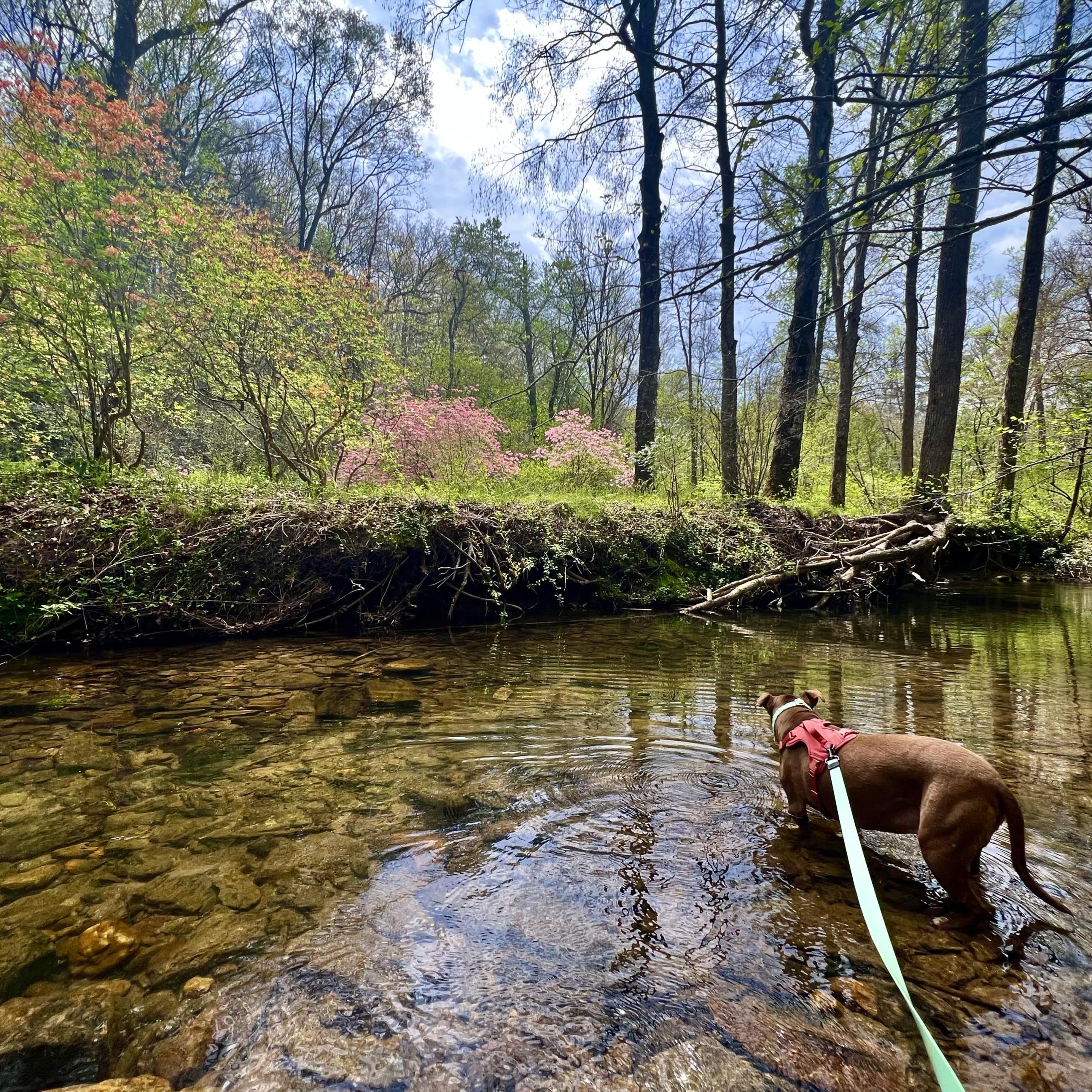 Spring blooms by creek
