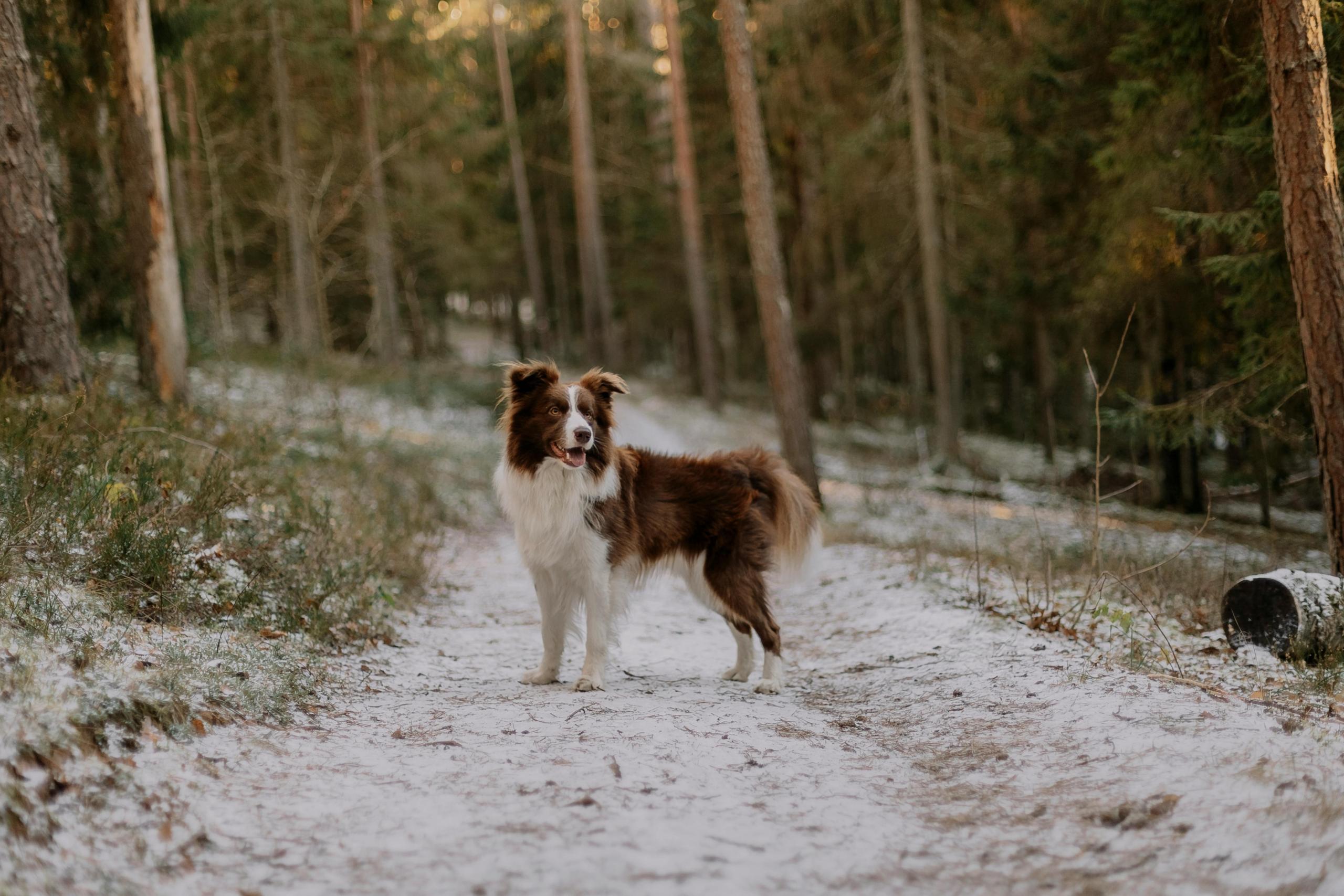 dog hiking winter trail