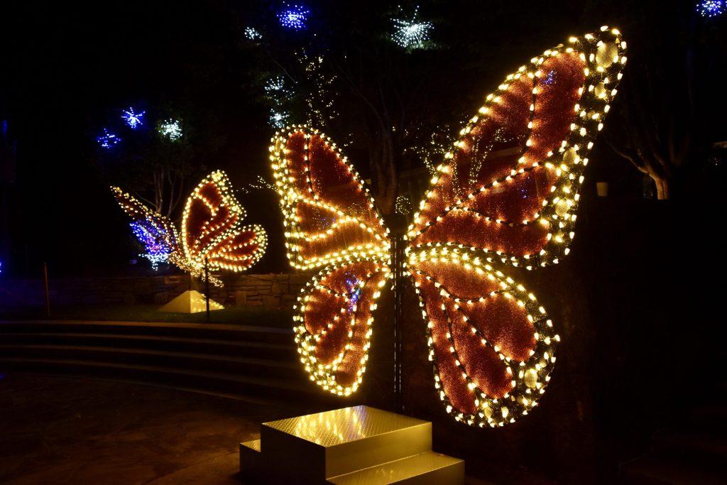 ncarboretum winter lights