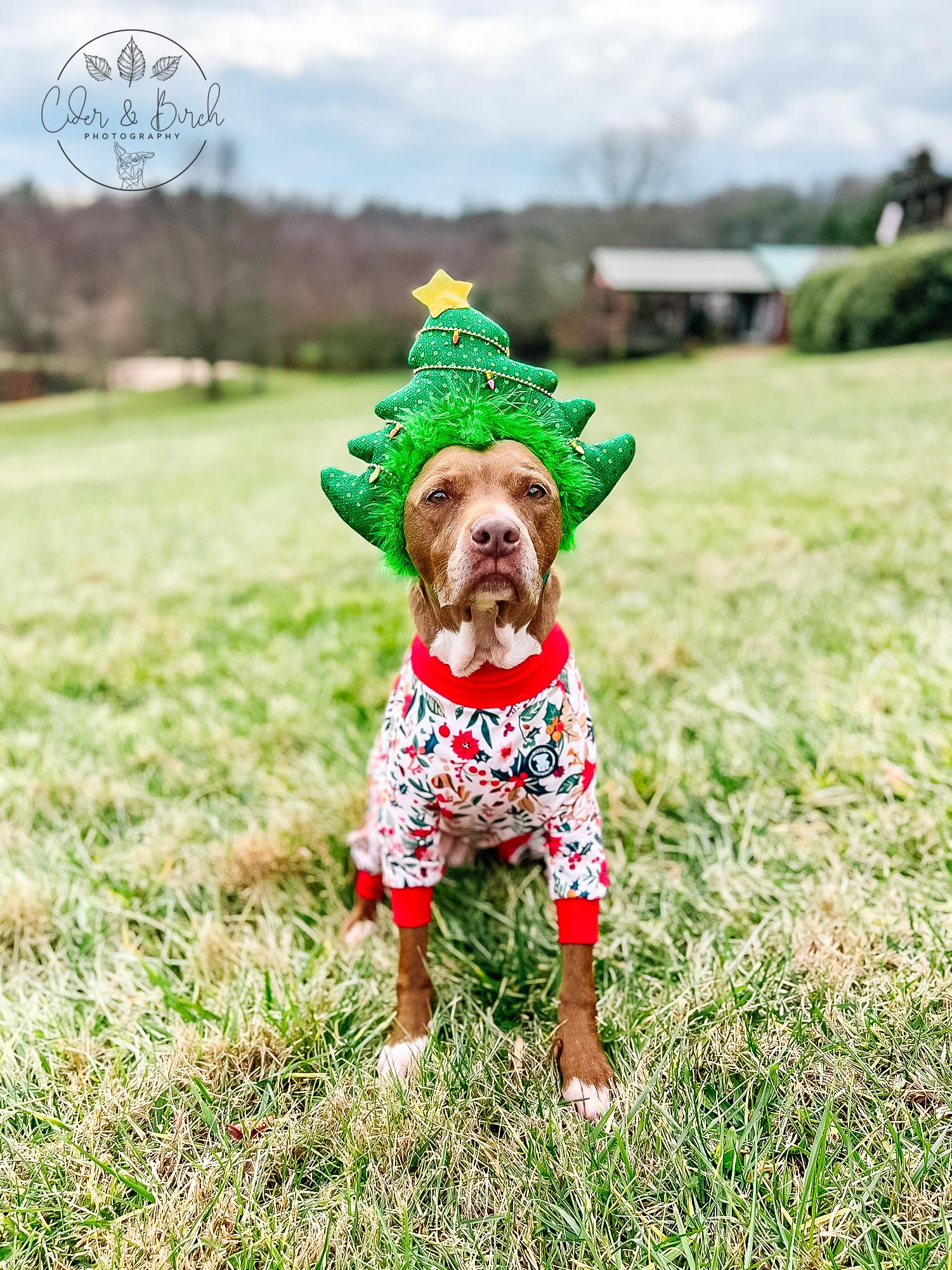 cbphotography Clover Holiday Photo