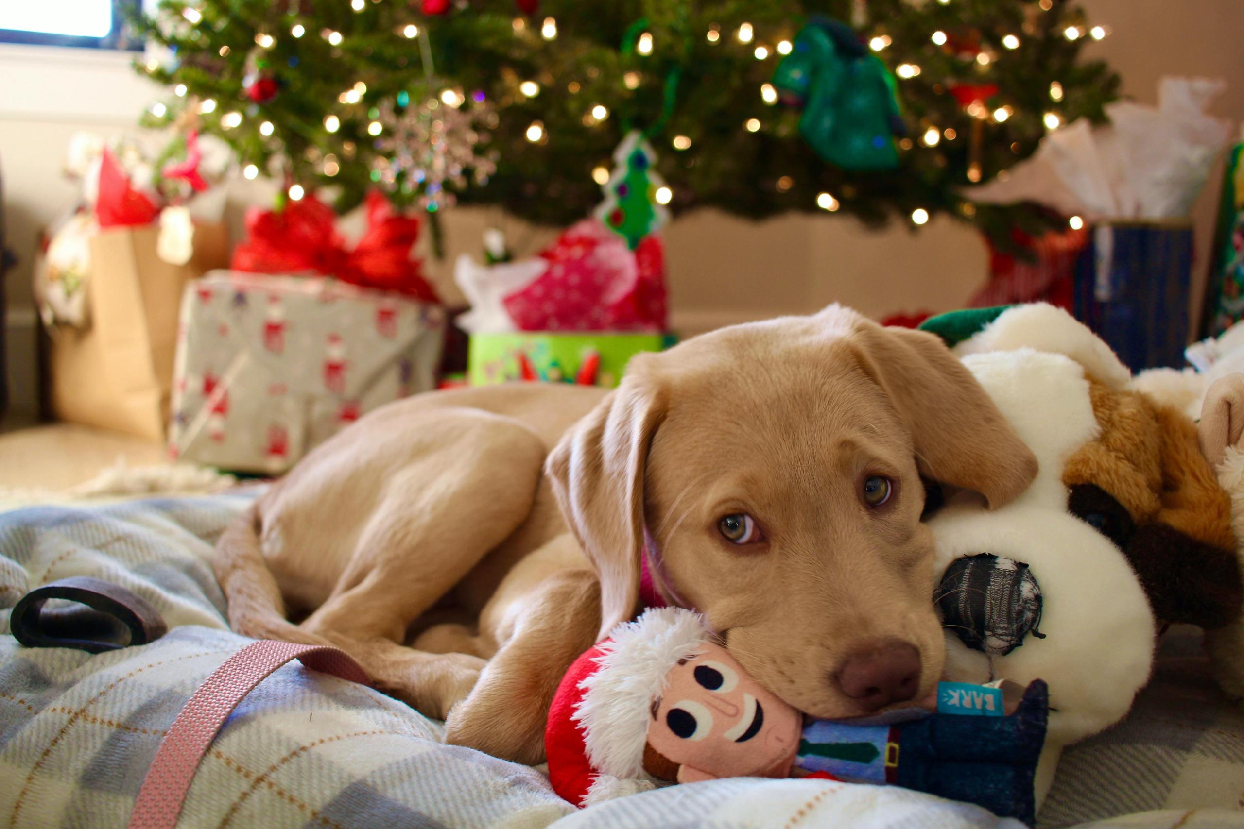 dog with holiday toys