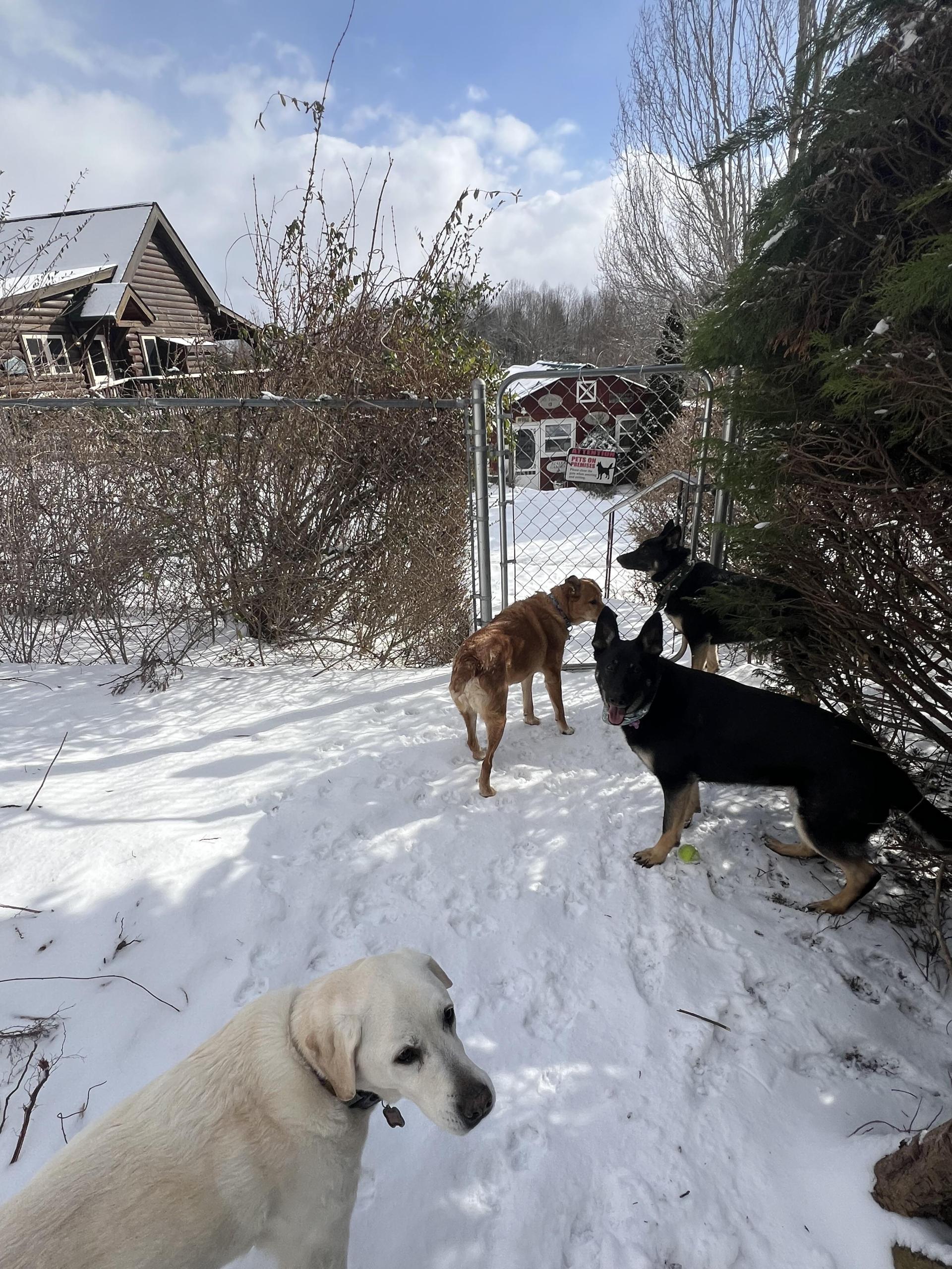 dogs in snow at barkwells