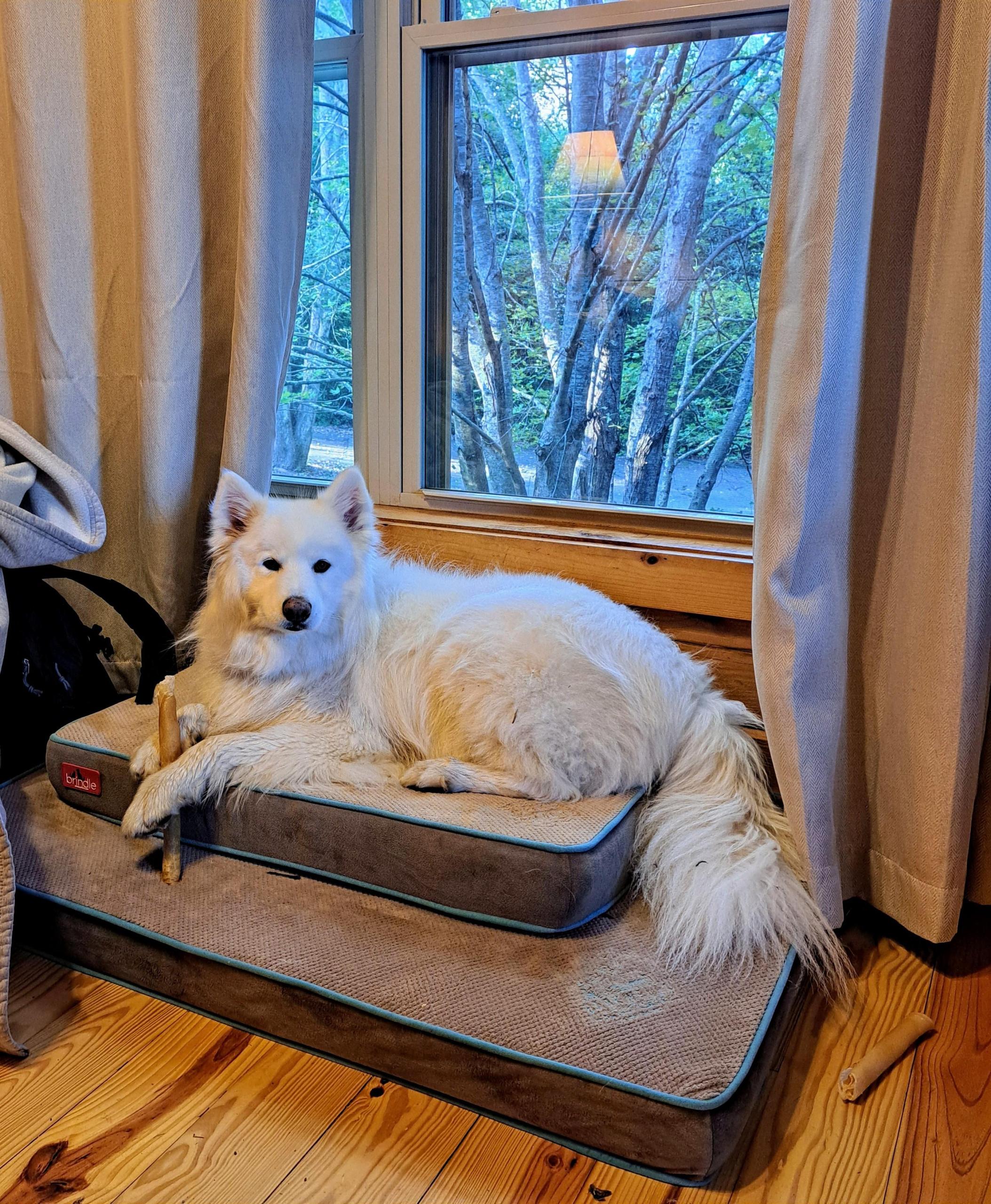 samoyed laying in cabin barkwells