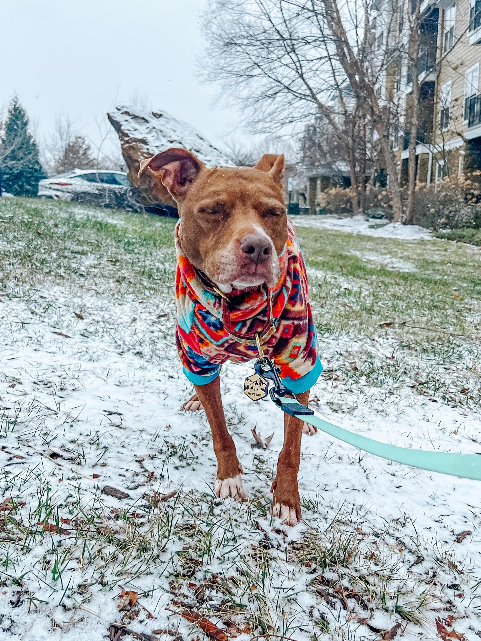 Clover in winter jacket