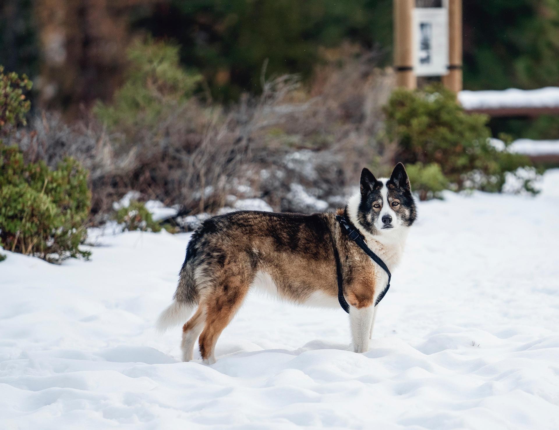 dog on winter hike
