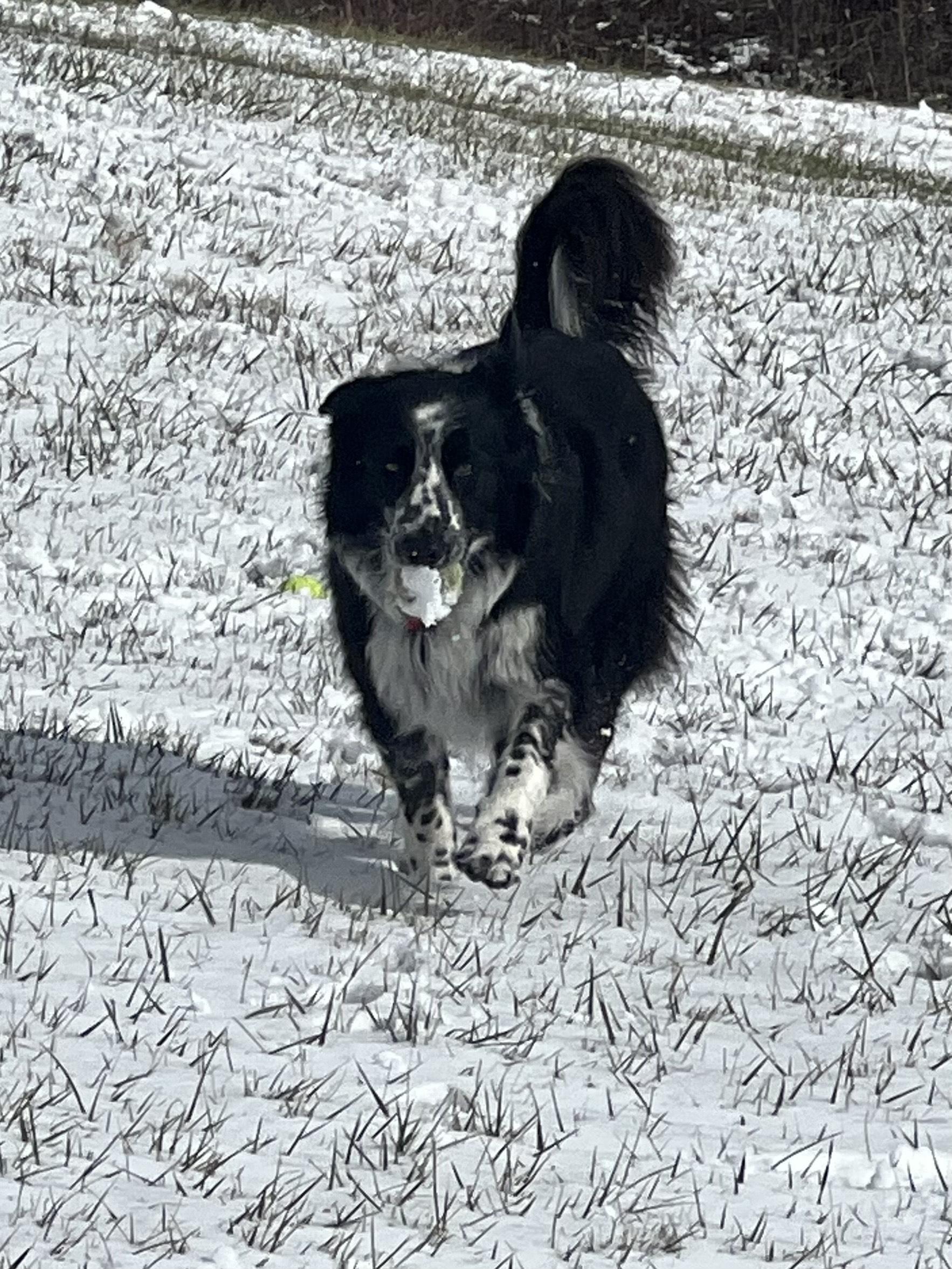 dog with ball in snow at Barkwells