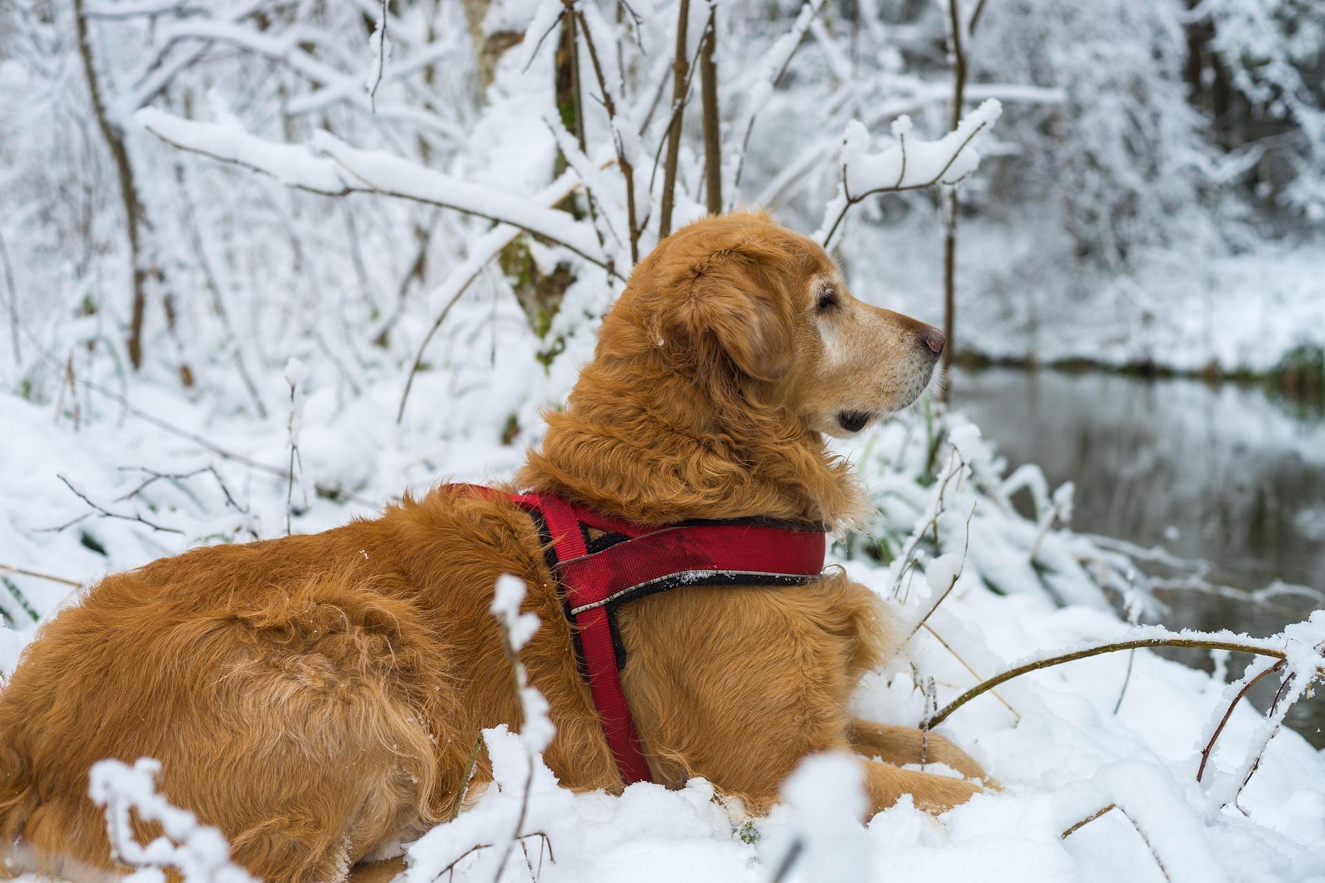dog with harness on winter hike