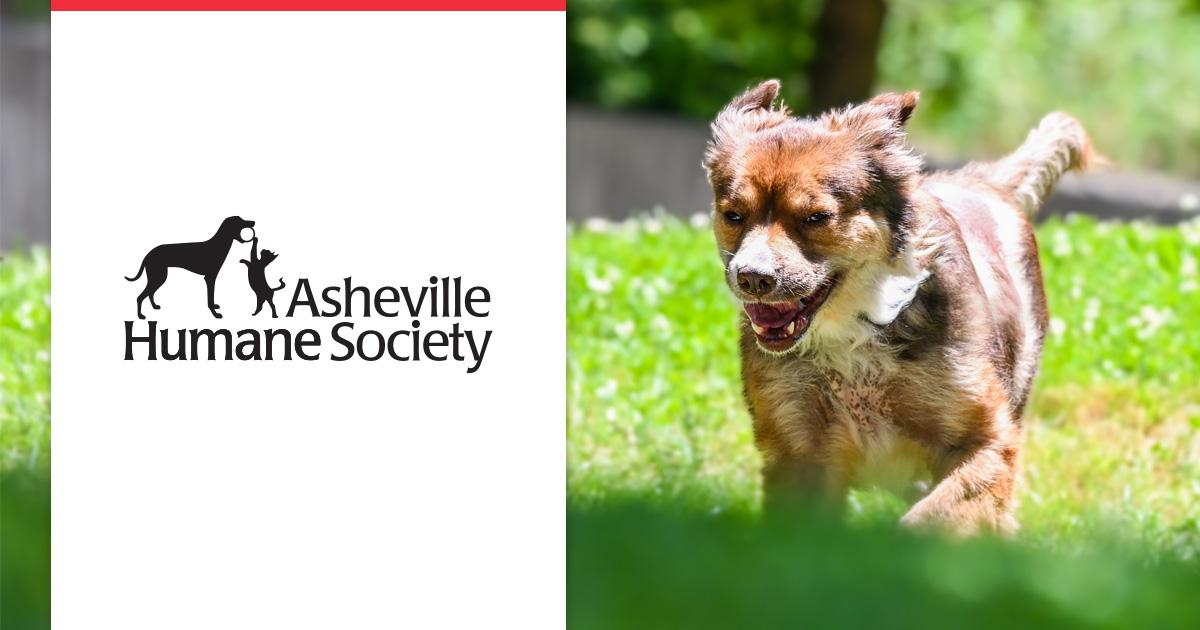 Asheville Humane Society Photojpg
