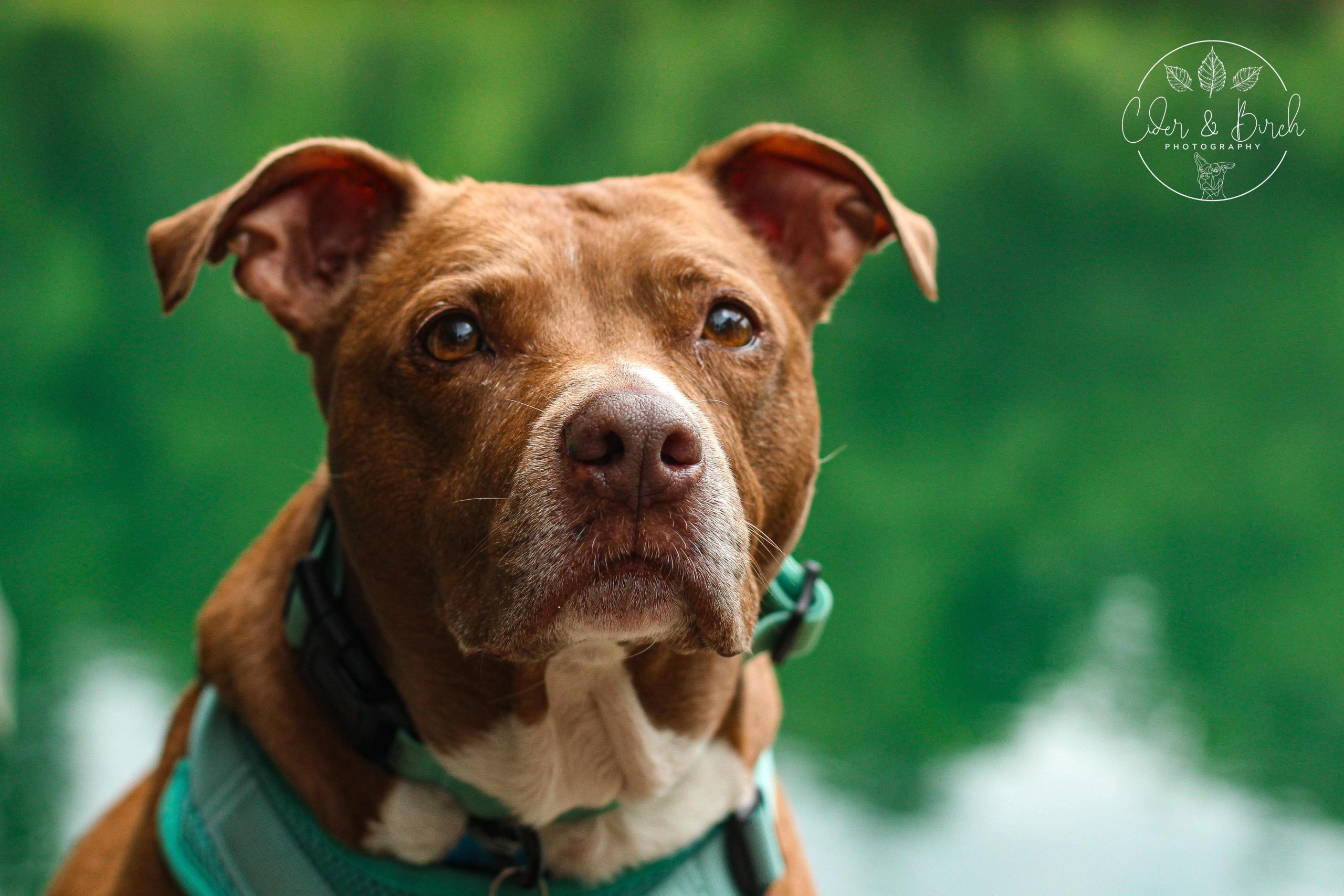 cbphotography clovernose