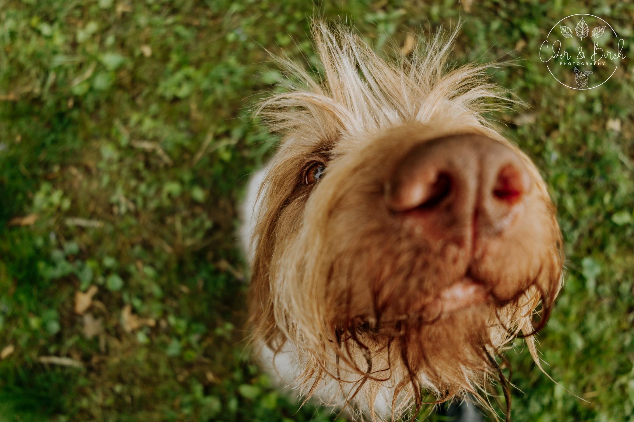 cider &amp; birch photography - echos nose