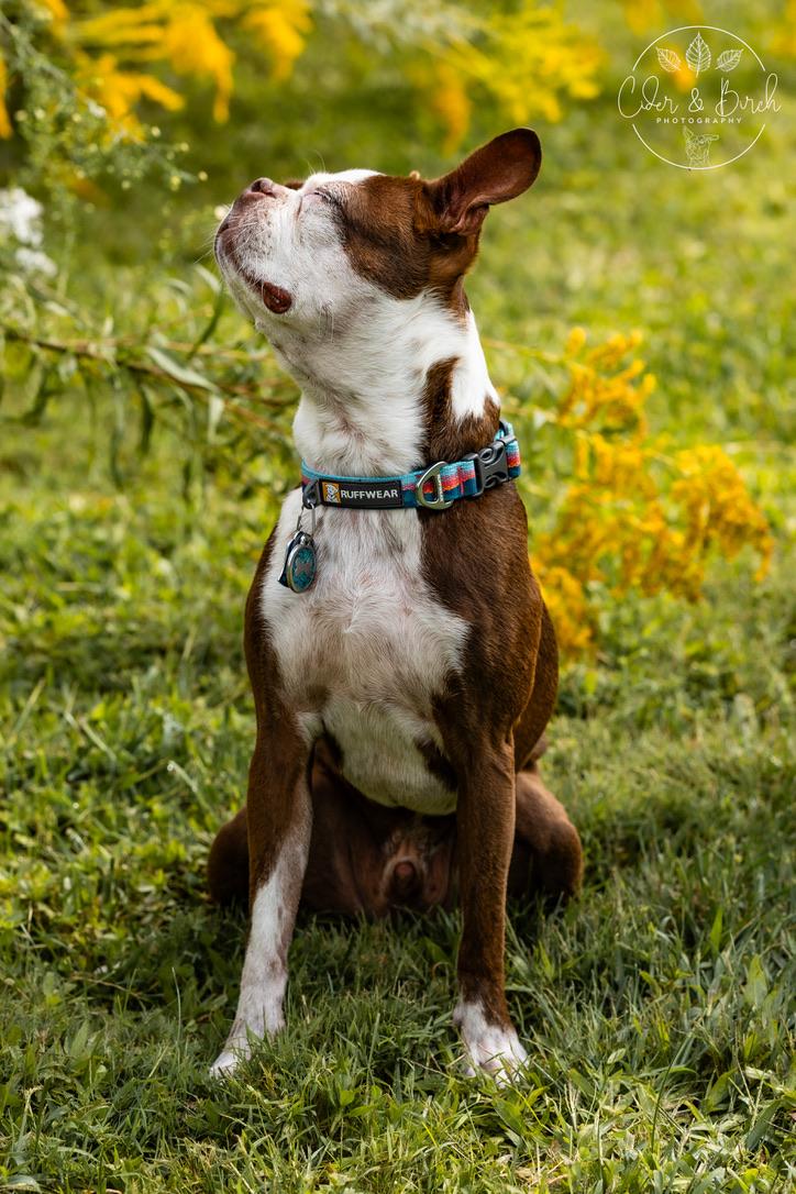 cider &amp; birch photography - sully sniffing flowers