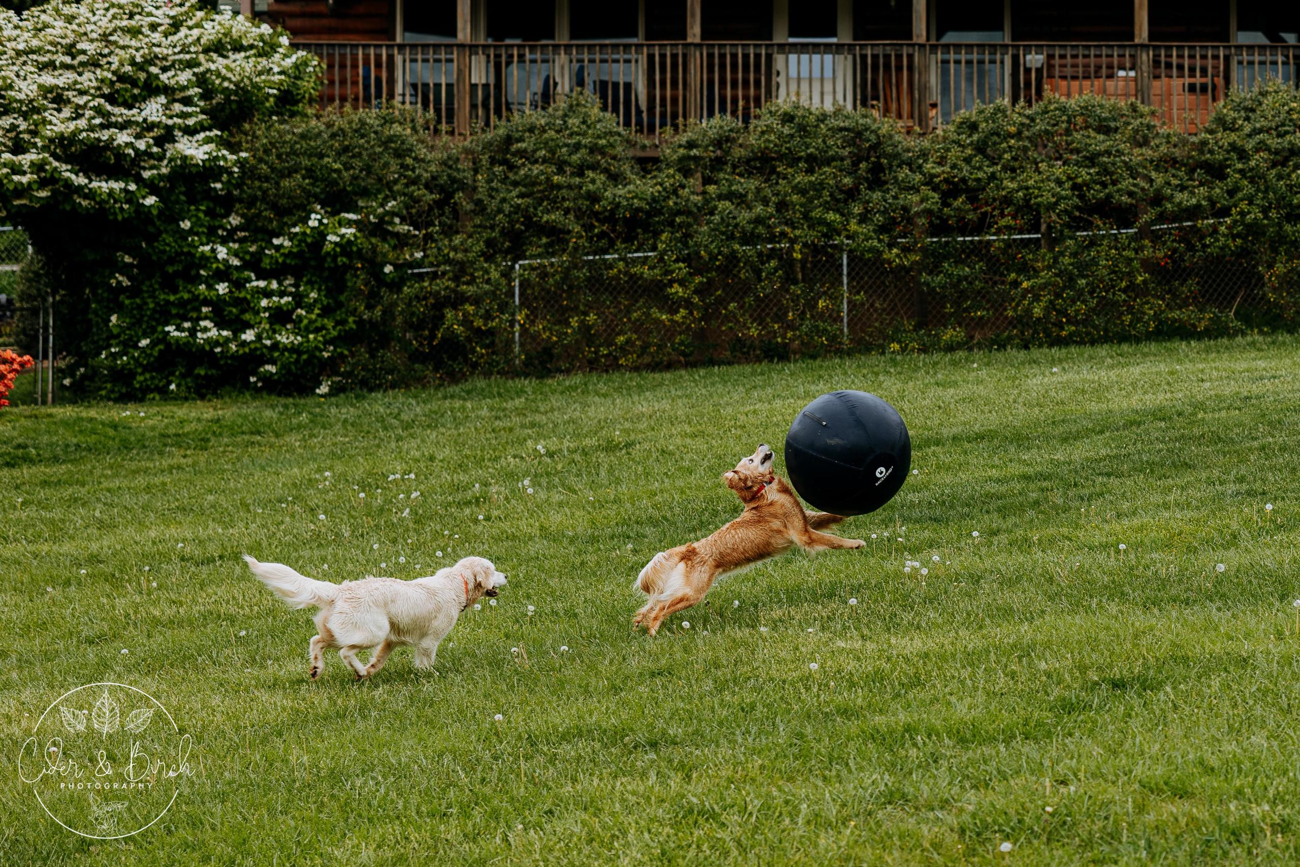 Two Golden Retrievers Playing in Field - Cider &amp; Birch Photography