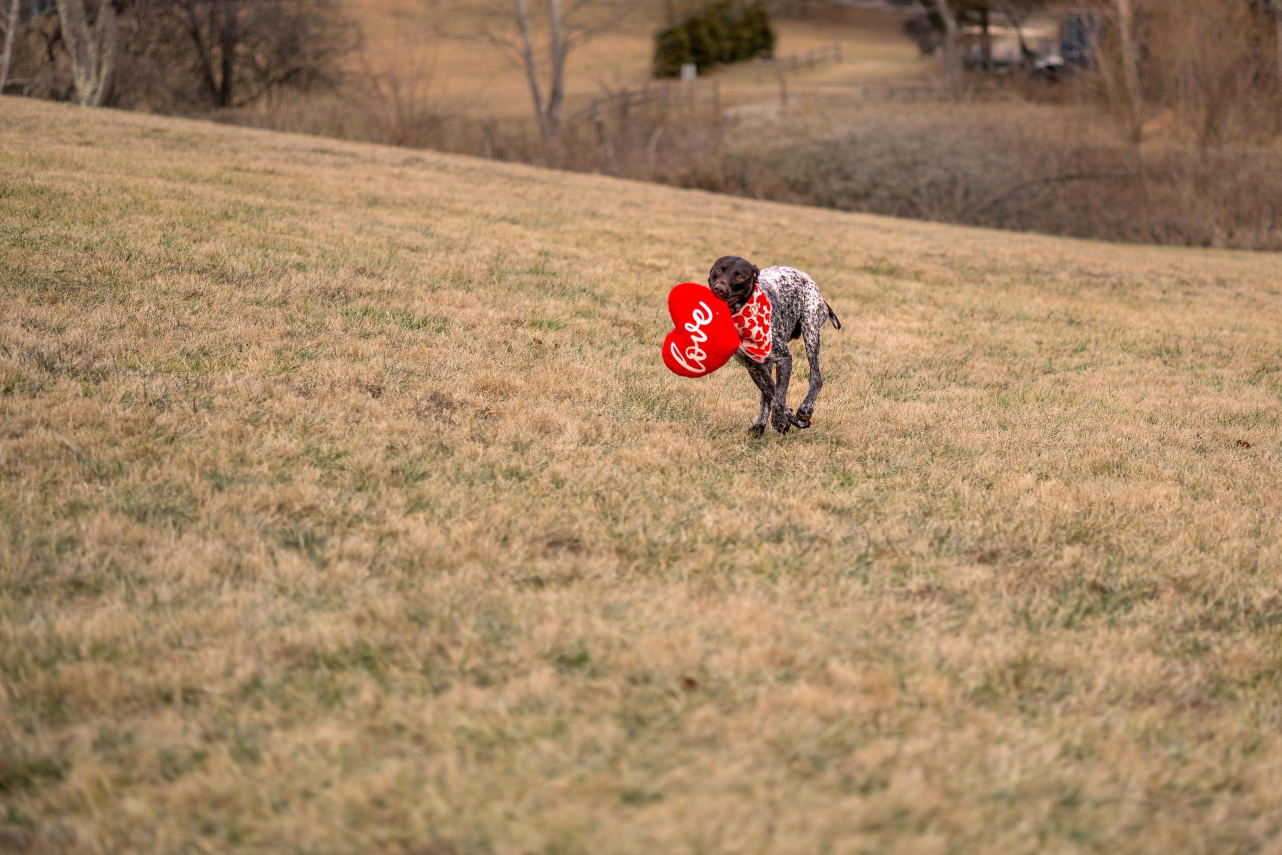 gunner-running-with-heart-at-barkwells image gunner running with heart at barkwells