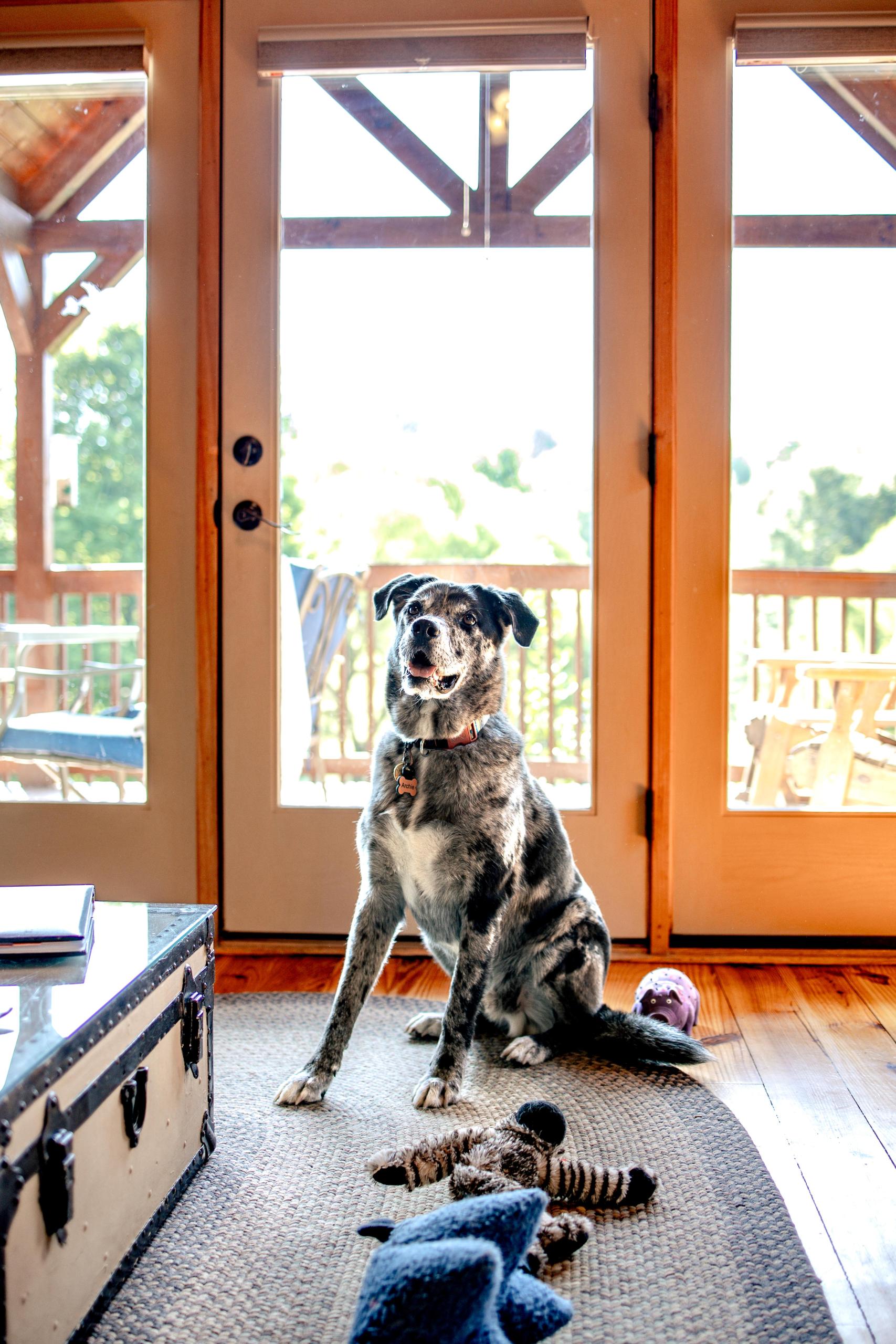 CBPhotography Archie in Barkwells Cabin
