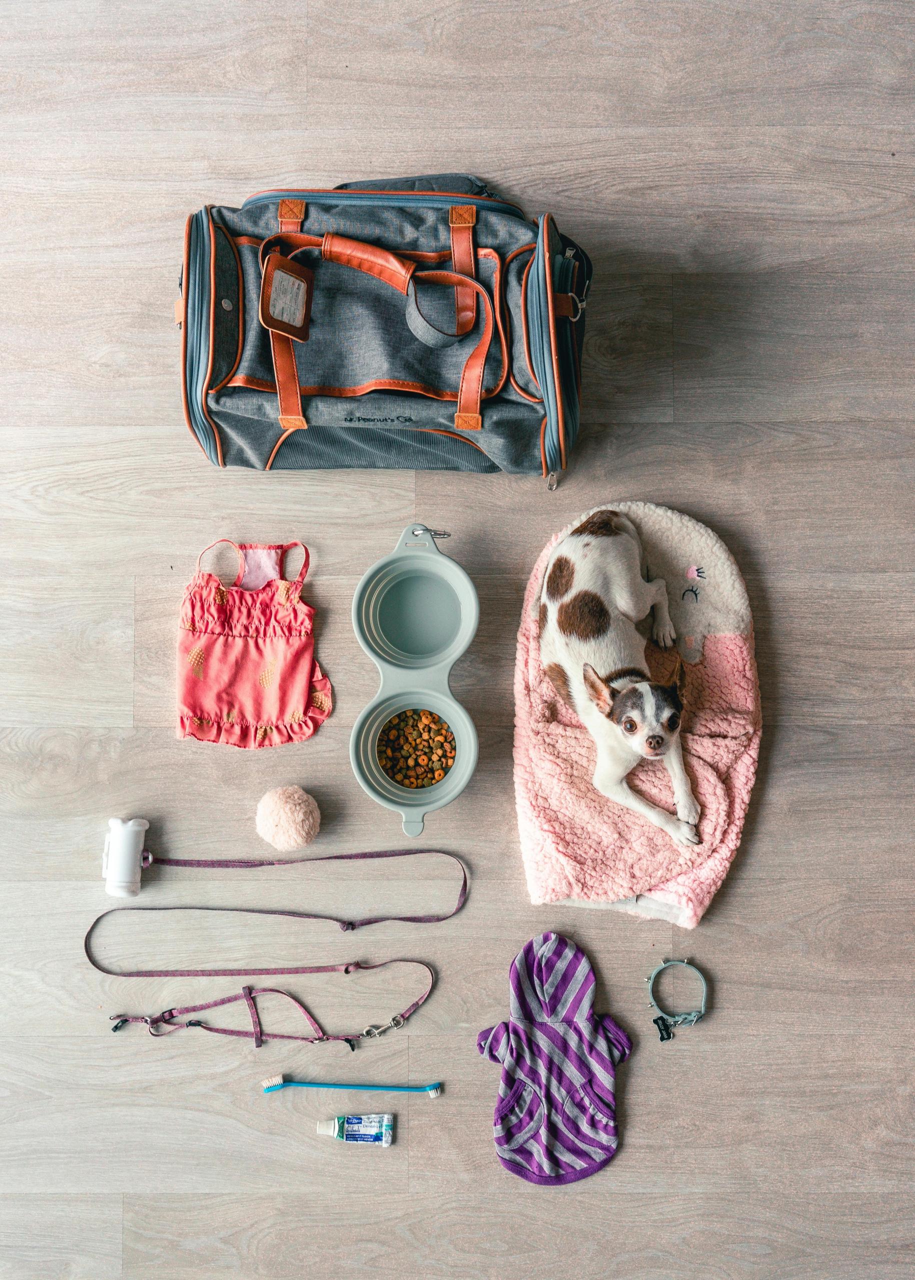 dog packing items