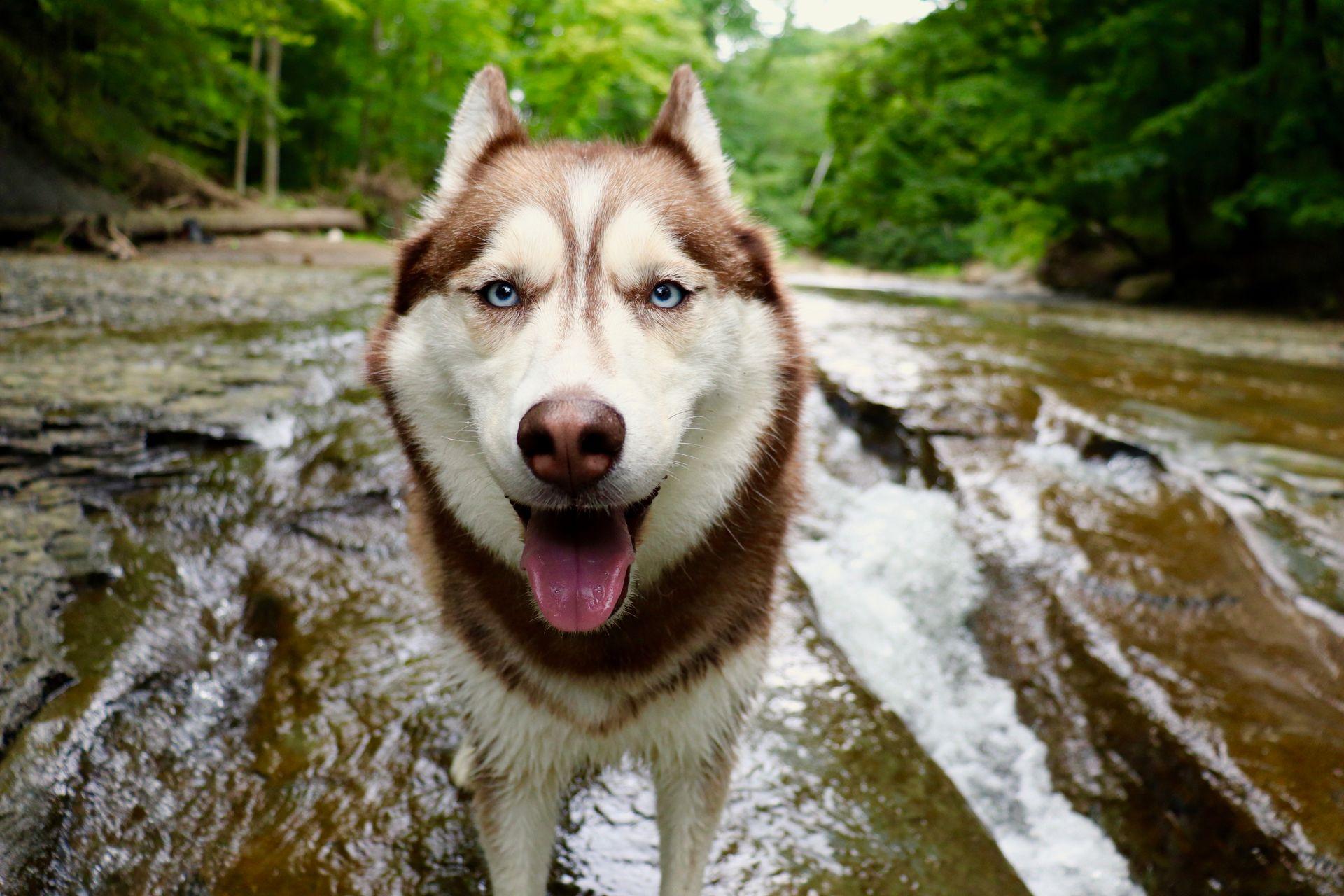 husky by waterfalls