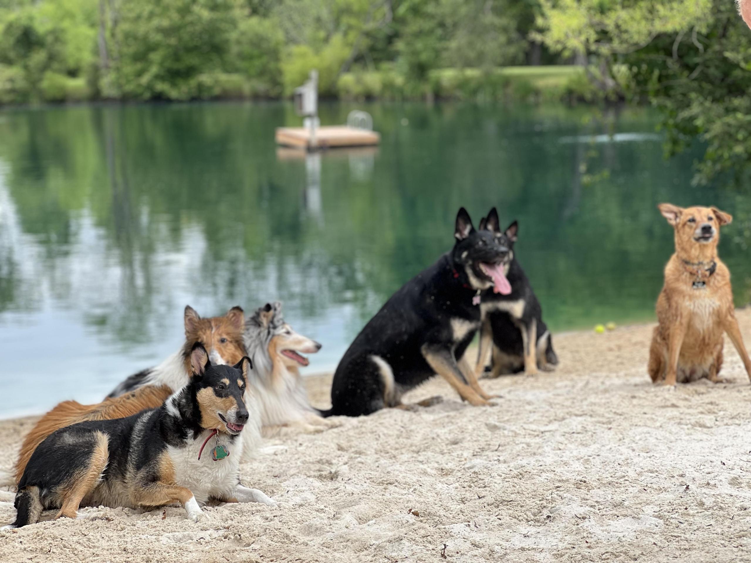 shepherds and collies at barkwells pond