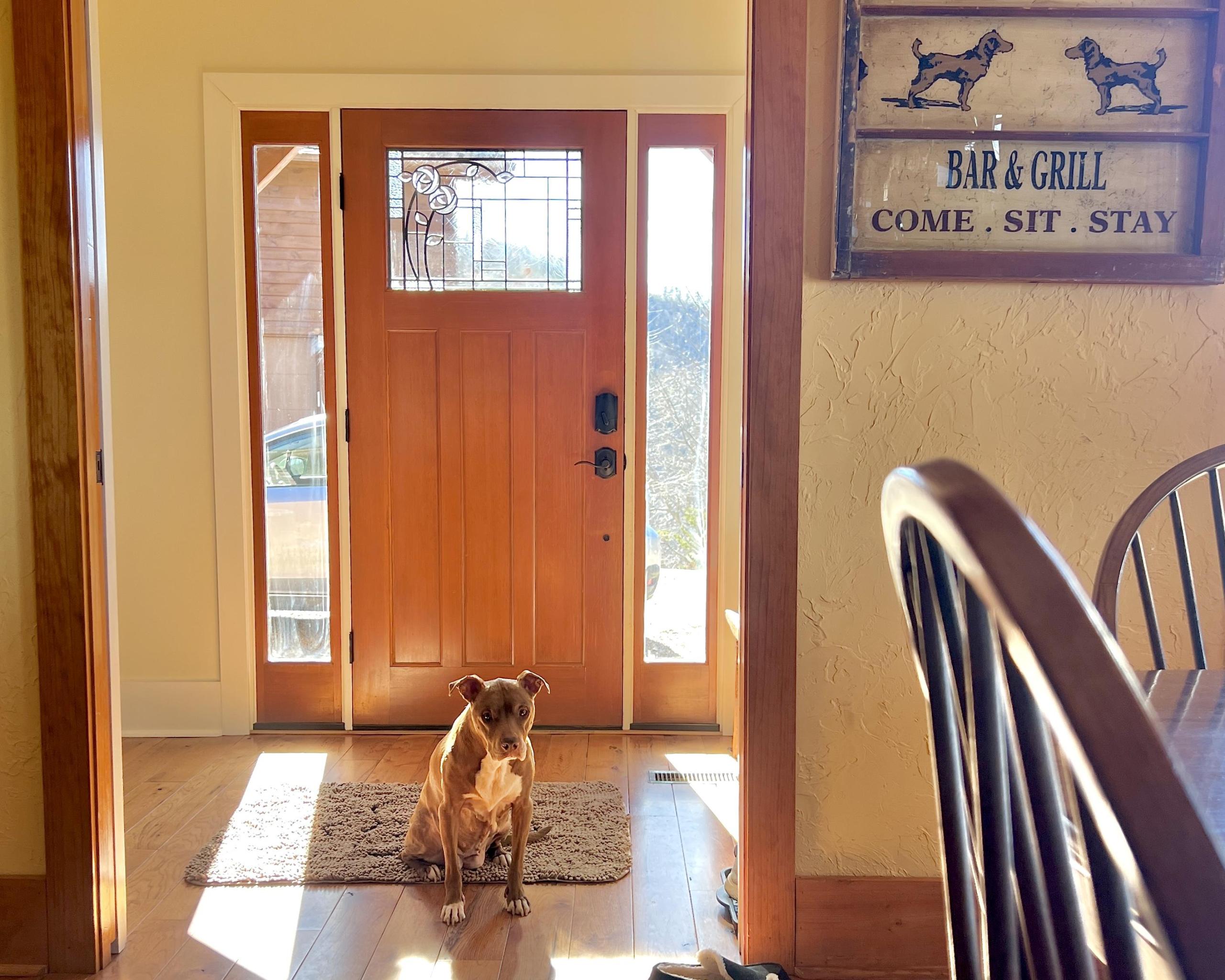 dog-doorway-NL image dog doorway NL