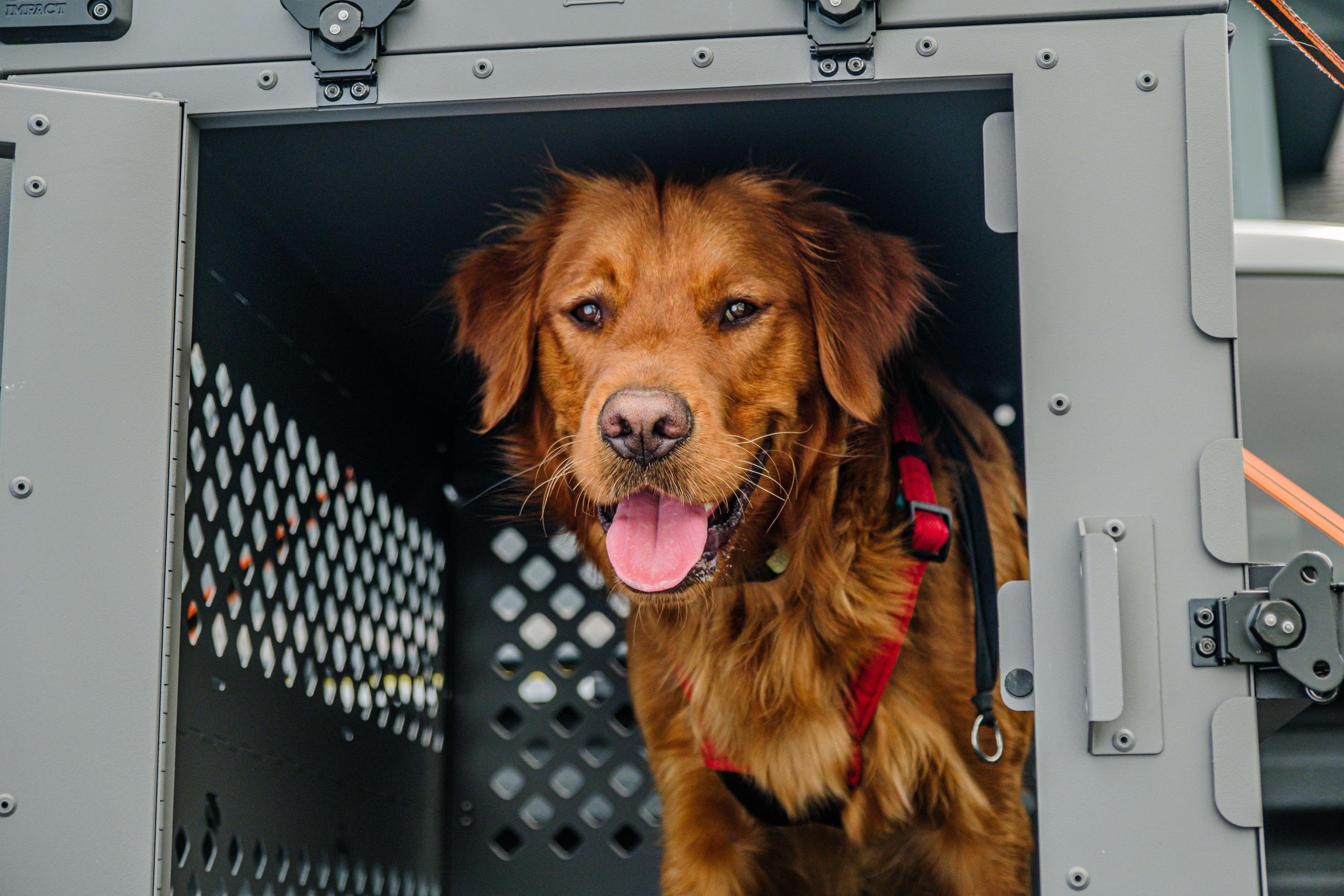 dog-in-car-crate image dog in car crate