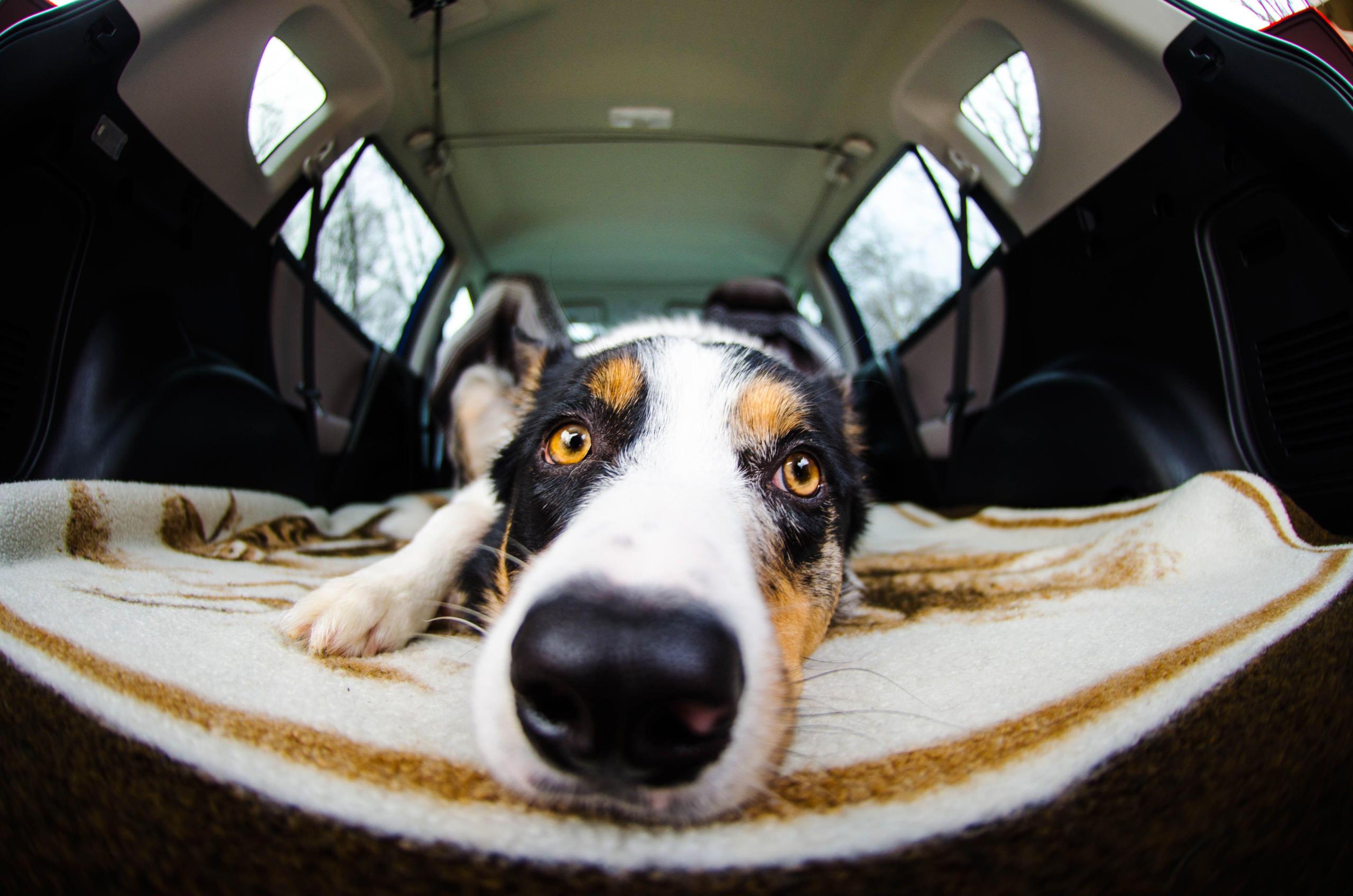 dog-laying-on-blanket-in-car image dog laying on blanket in car