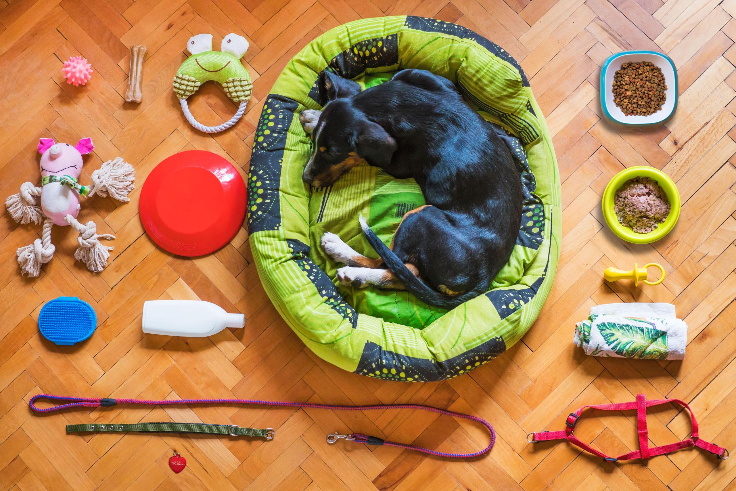 dog-packing-layout image dog packing layout