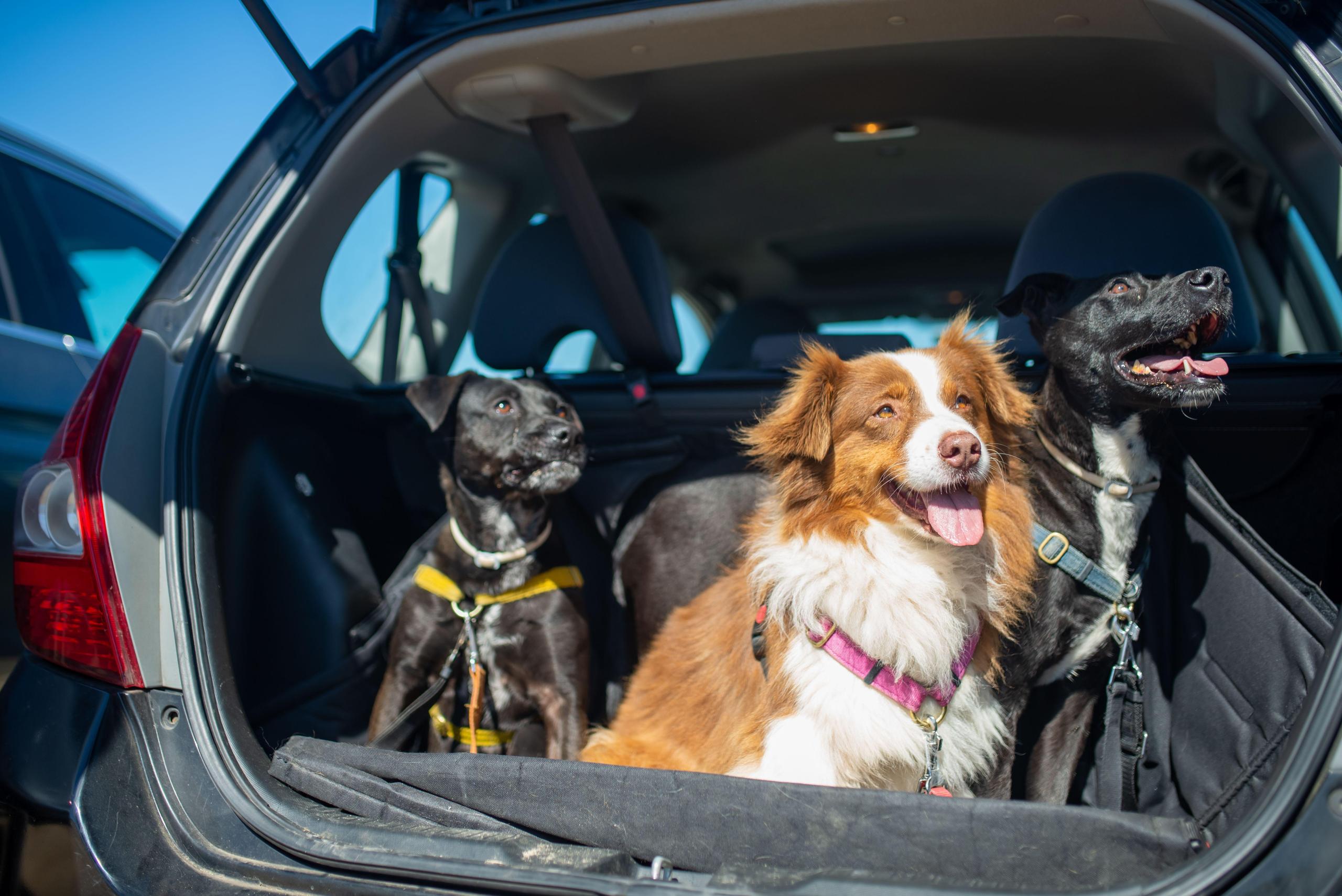 dogs-buckled-into-carseat image dogs buckled into carseat
