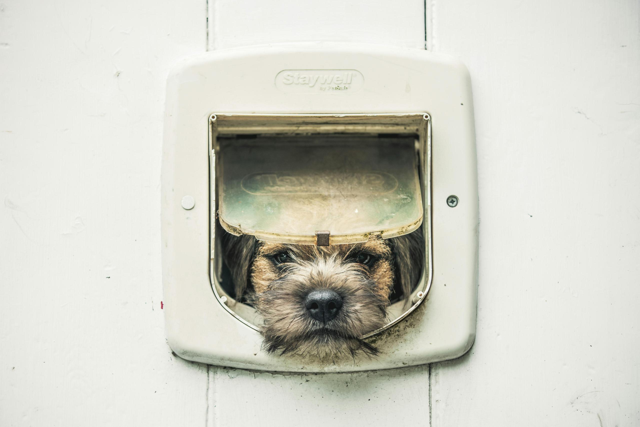 terrier-dog-in-dog-door image terrier dog in dog door