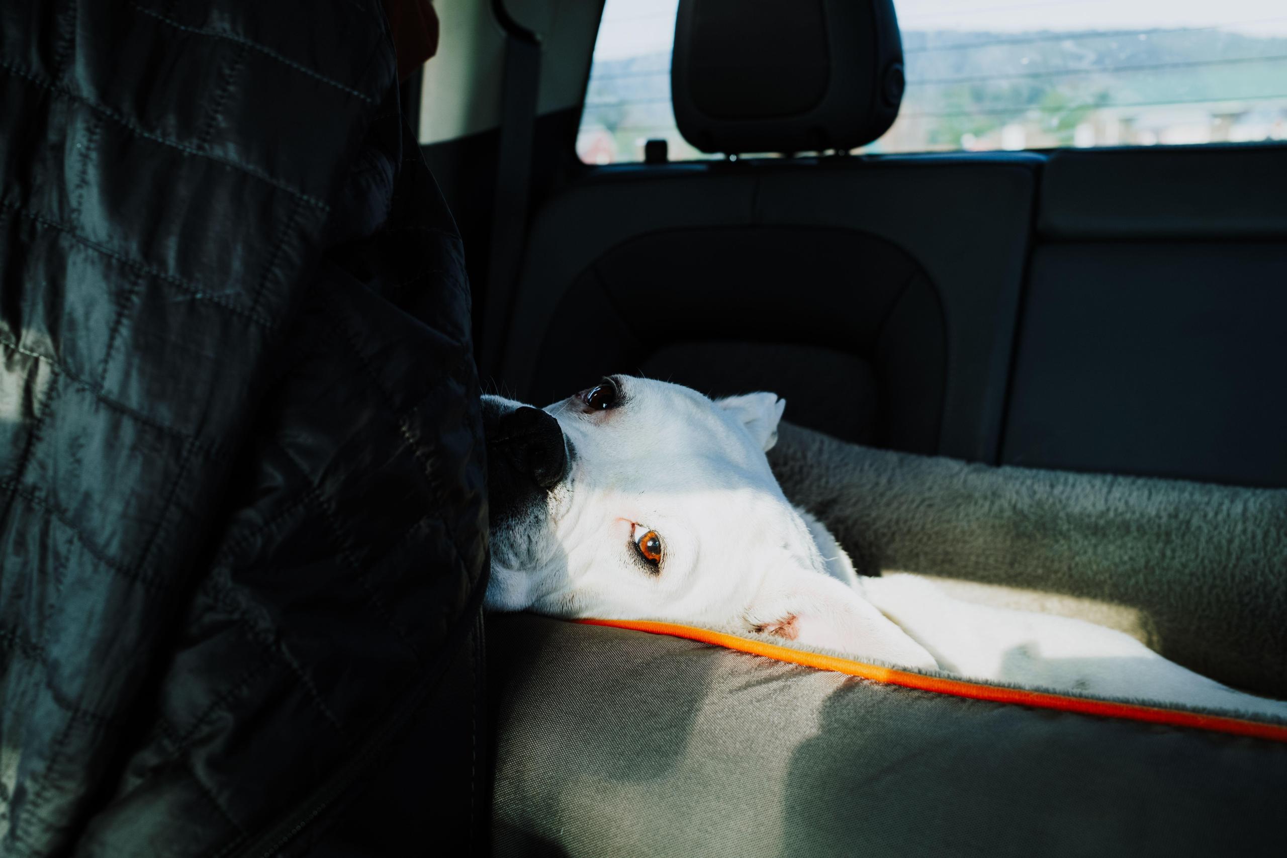 white-dog-in-car-hammock image white dog in car hammock