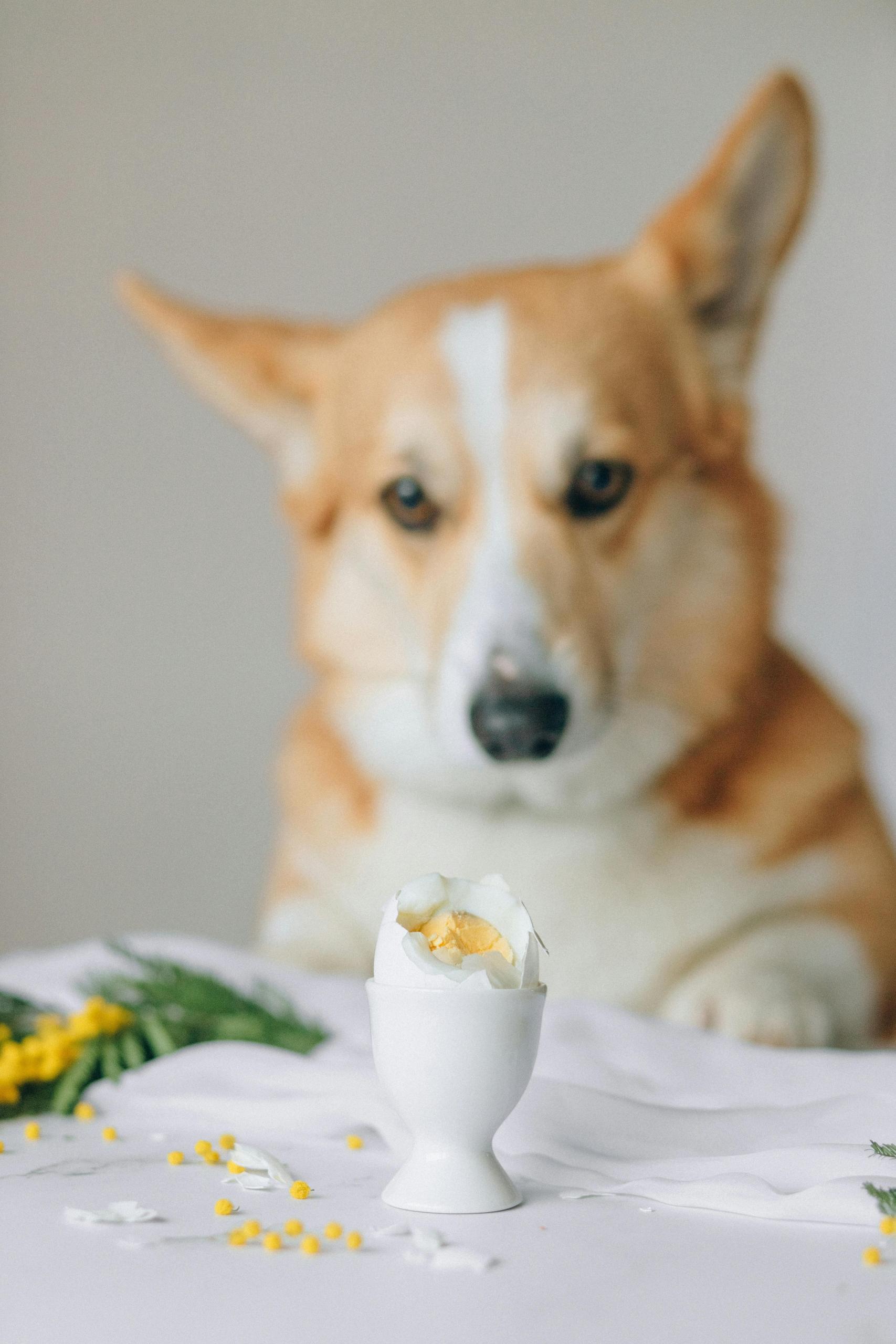 CorgiEasterTreat
