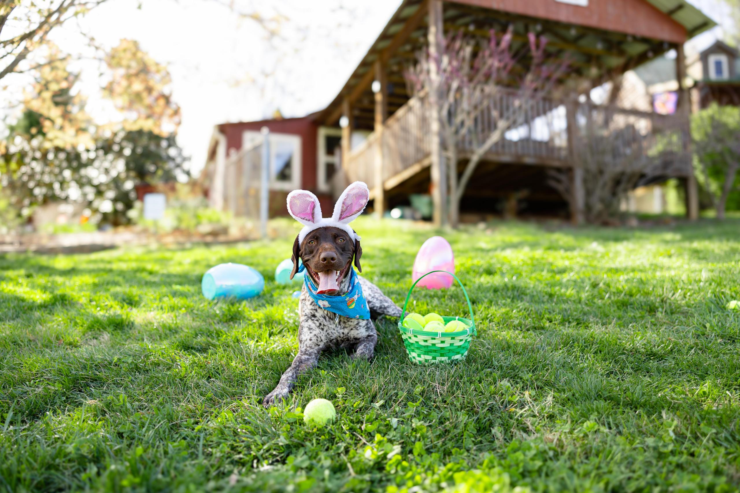 GunnerEasterBunnyPhotoshoot