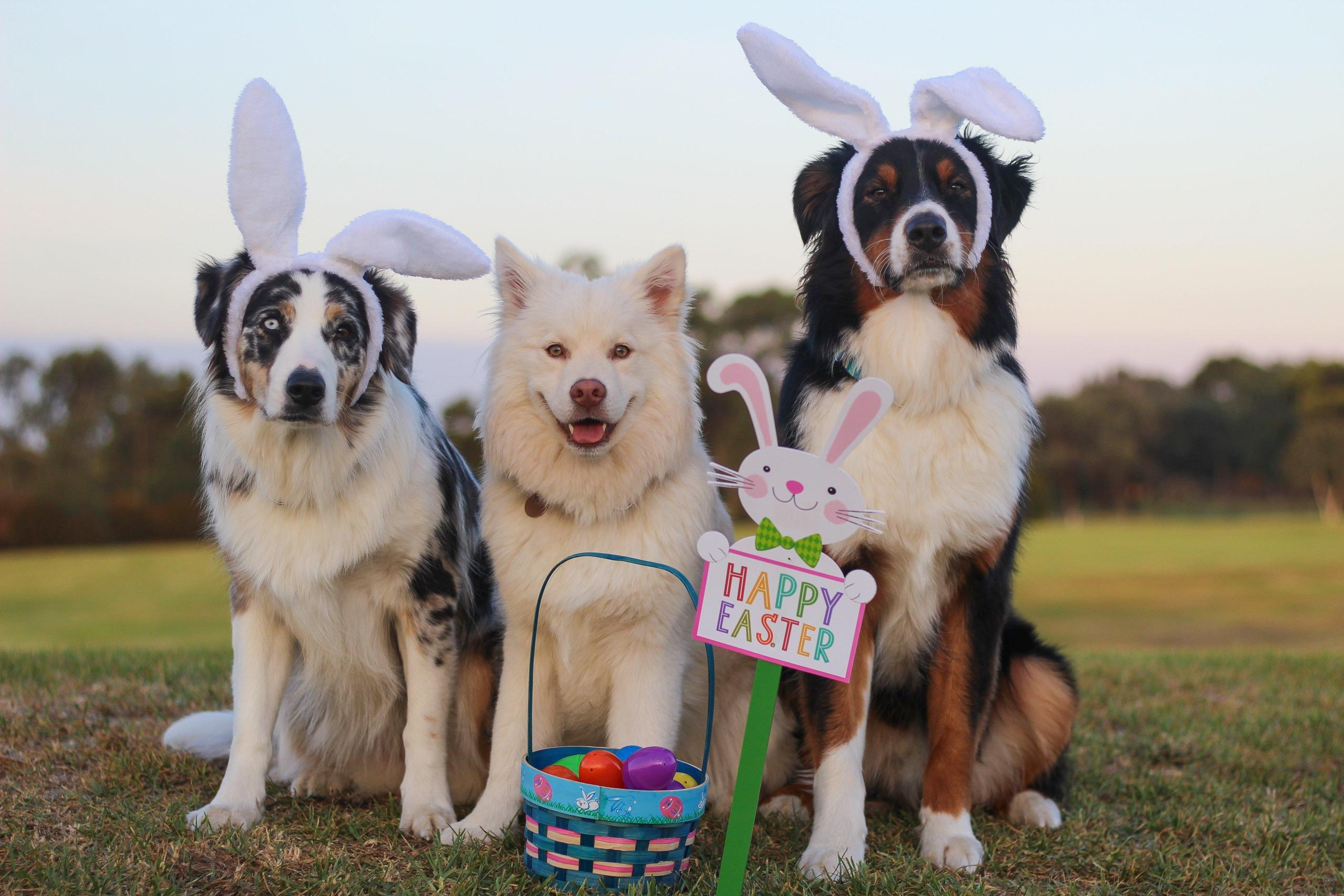 PupsWithBunnyEars