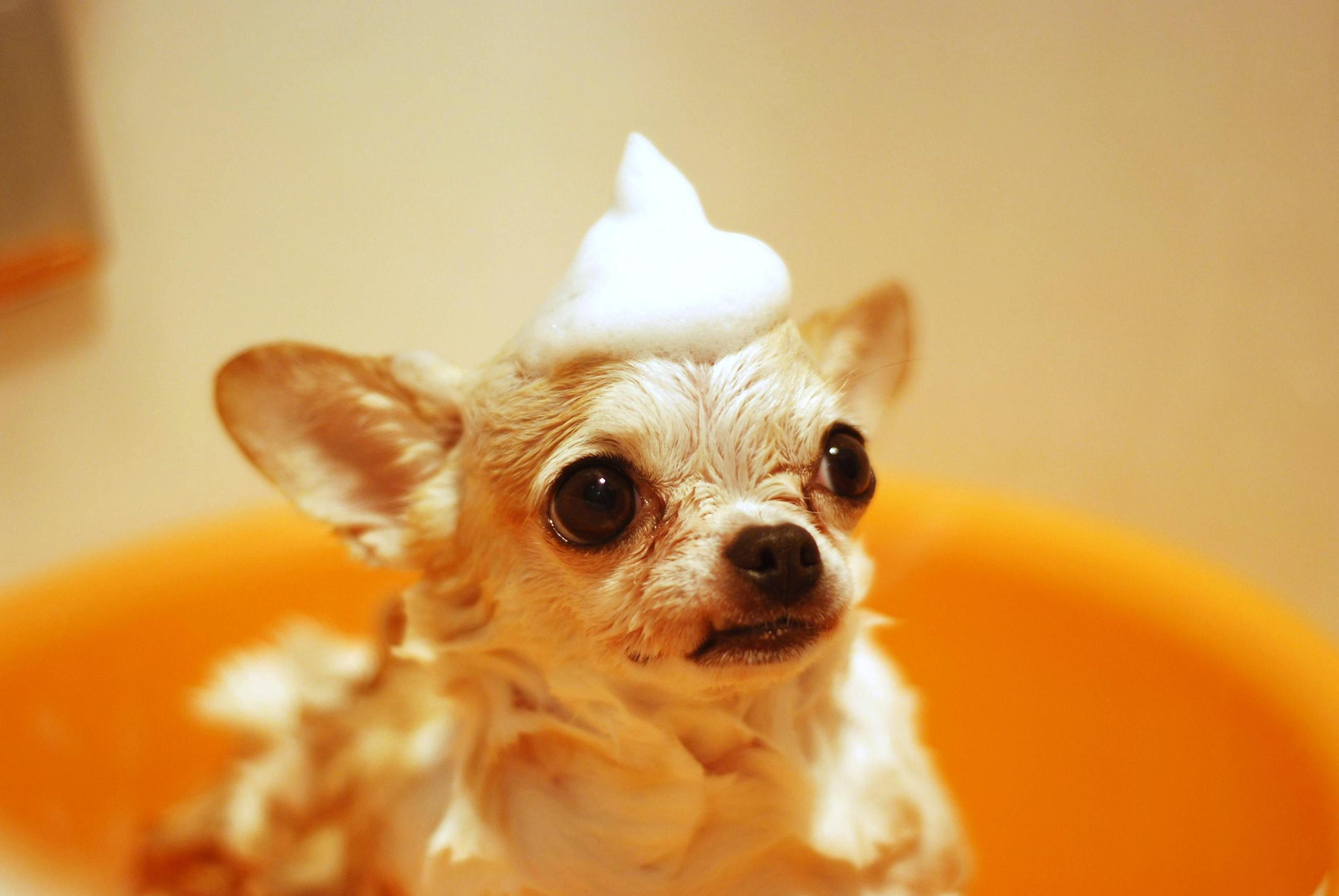 chihuahua bath