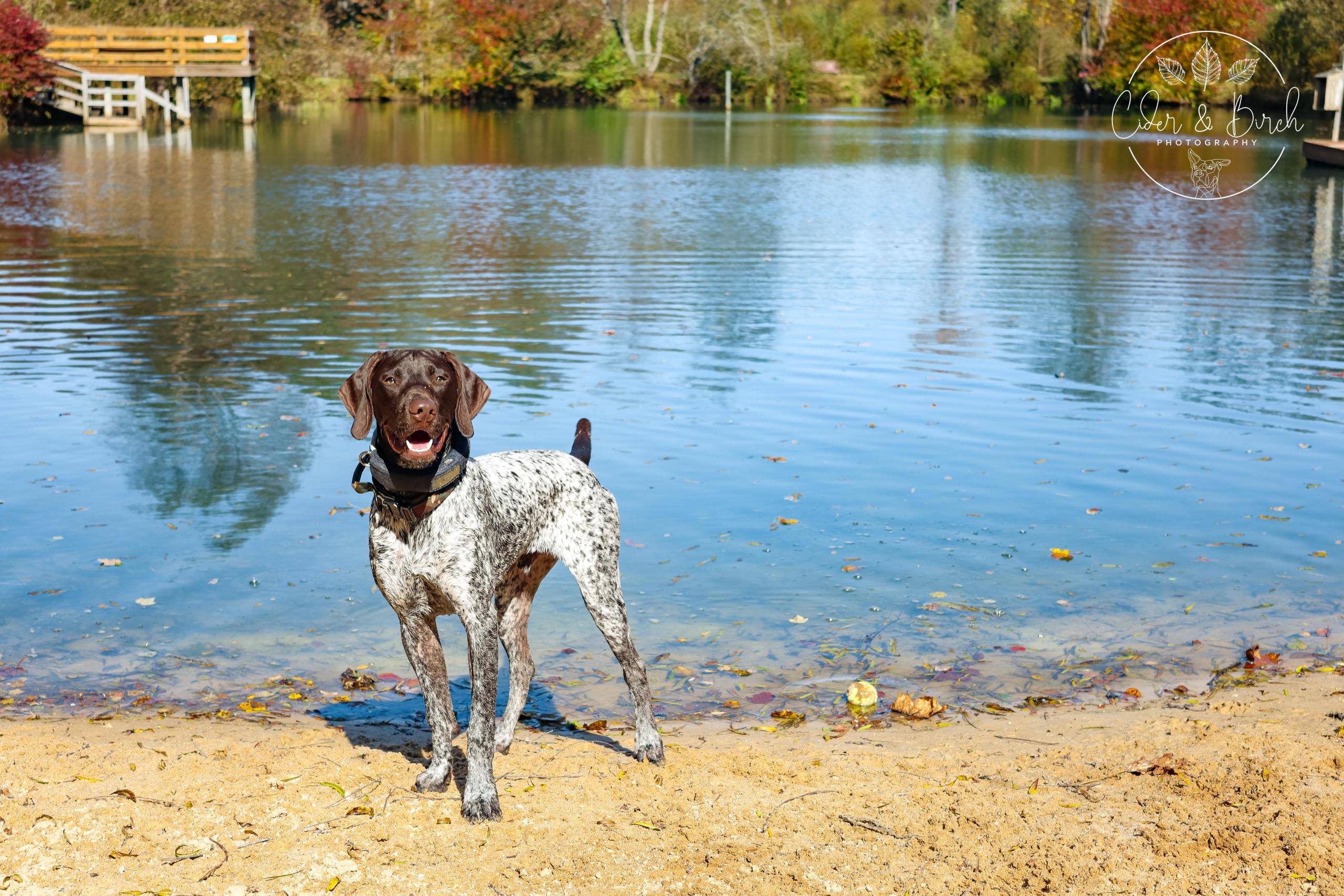 dog at pond in fall