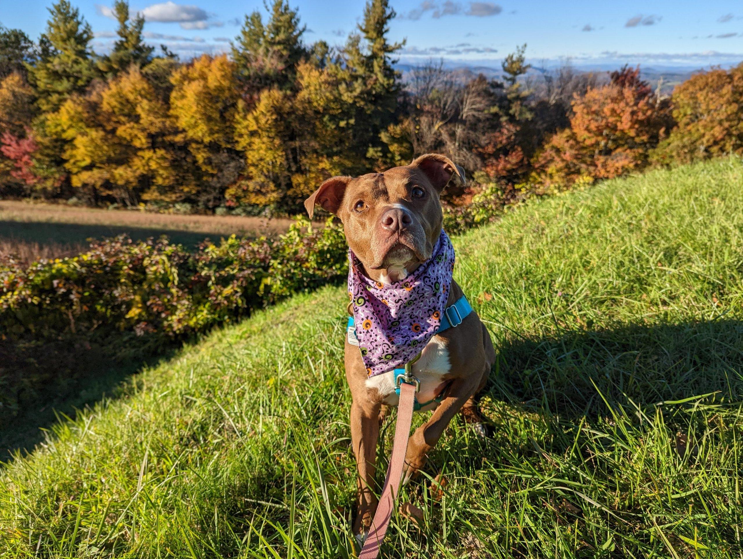 dog on hike in fall