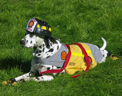 How Dalmatians Became Firehouse Dogs: A Historical Journey