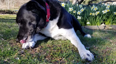 Calm. Sit. Stay. (and Wash Your Paws)