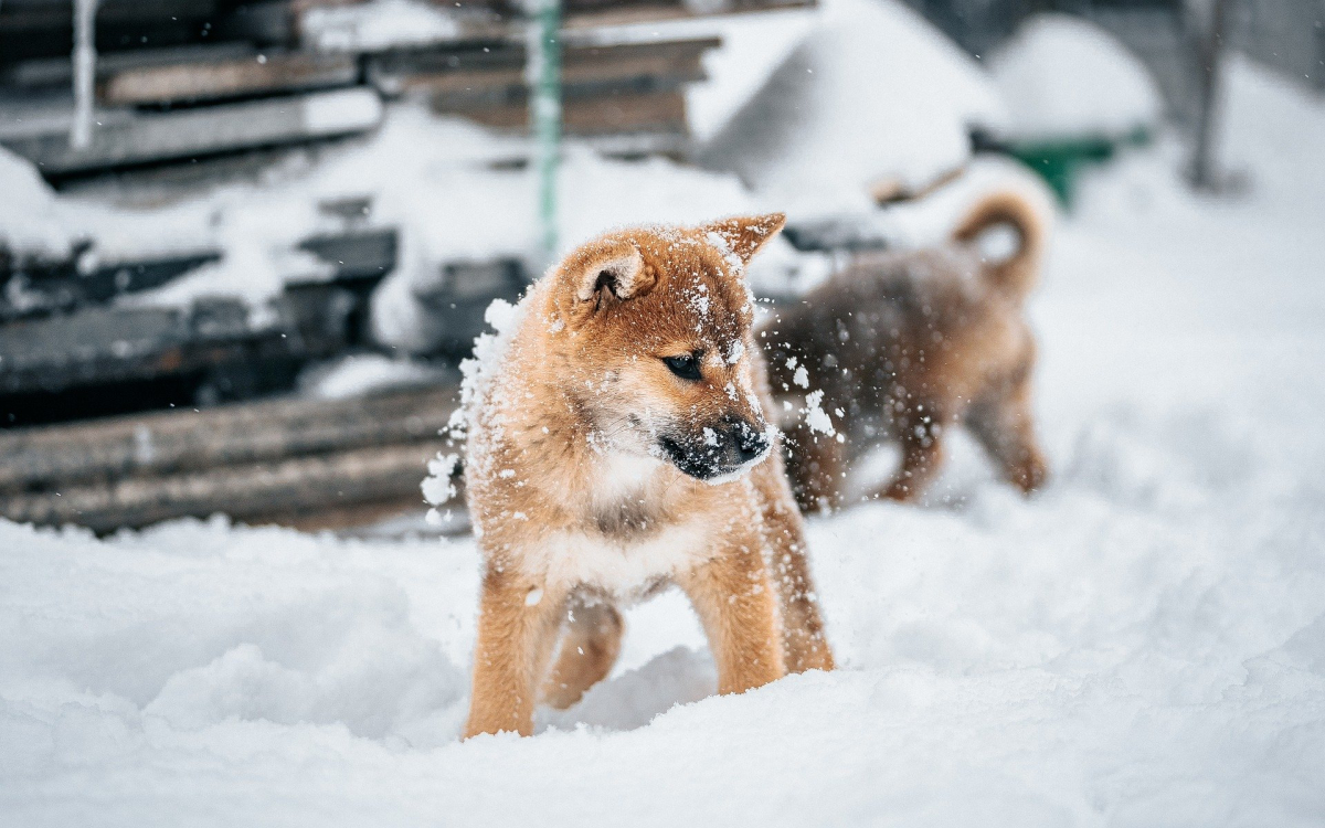 Keeping Your Dog Entertained Indoors During Winter