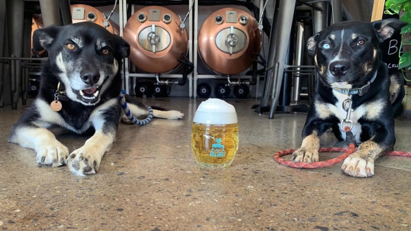 Beer City: Dog-Friendly Breweries in Asheville, NC
