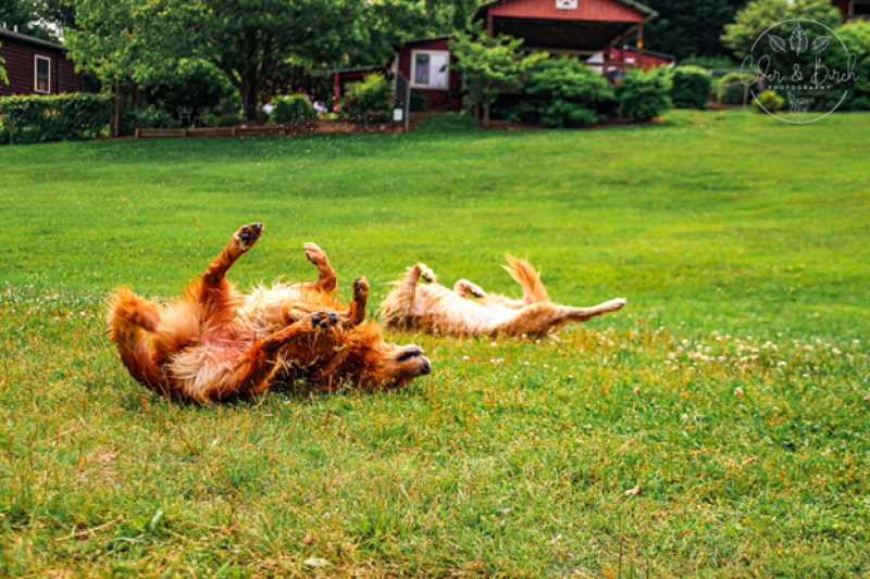 13f34e2b533e12c6166f88368dcd8c07_M image Dog Allergies